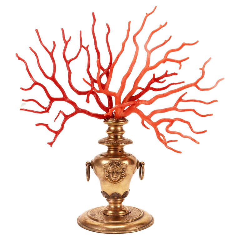 Corail Rouge Naturel D'Italie - Branche Polie Pour Collection Ou Création Bijoux
