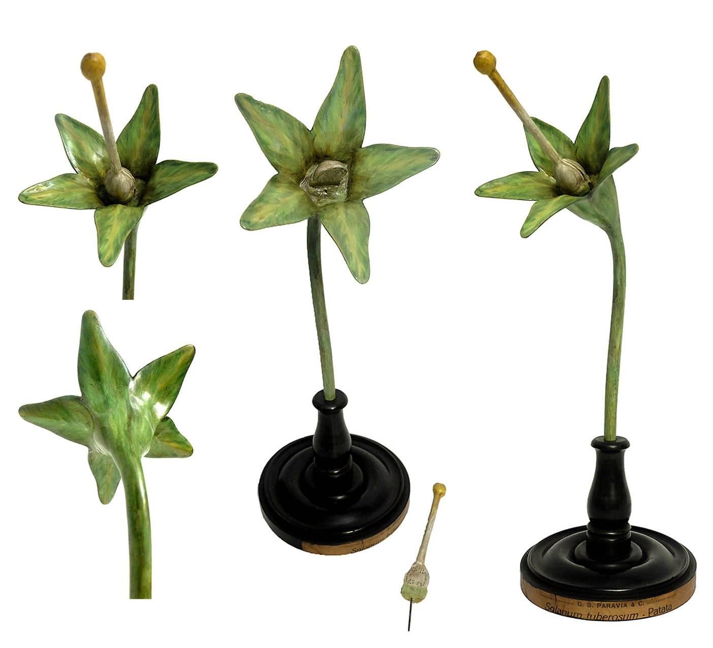 A rare botanic didactical specimen depicting a Potato flower Solanum Tuberosum pale green white color made out of papier mâché wood and metal black wooden base hand-painted extremely detailed. Paravia Milano, Italy, circa 1890.