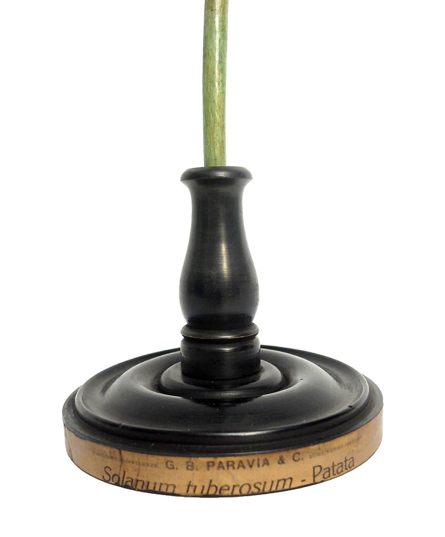 Botanic Flower Model Scientific Specimen, Milan Paravia, circa 1900 3