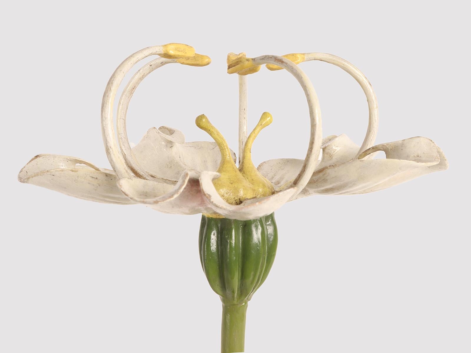 Rare modèle botanique du Brendel, Conium maculatum N.60 (Umbelliferae). La base ronde en bois ébonisé accueille le modèle botanique qui révèle la fleur de la Ciguë. Brendel, Berlin Allemagne, vers 1900.