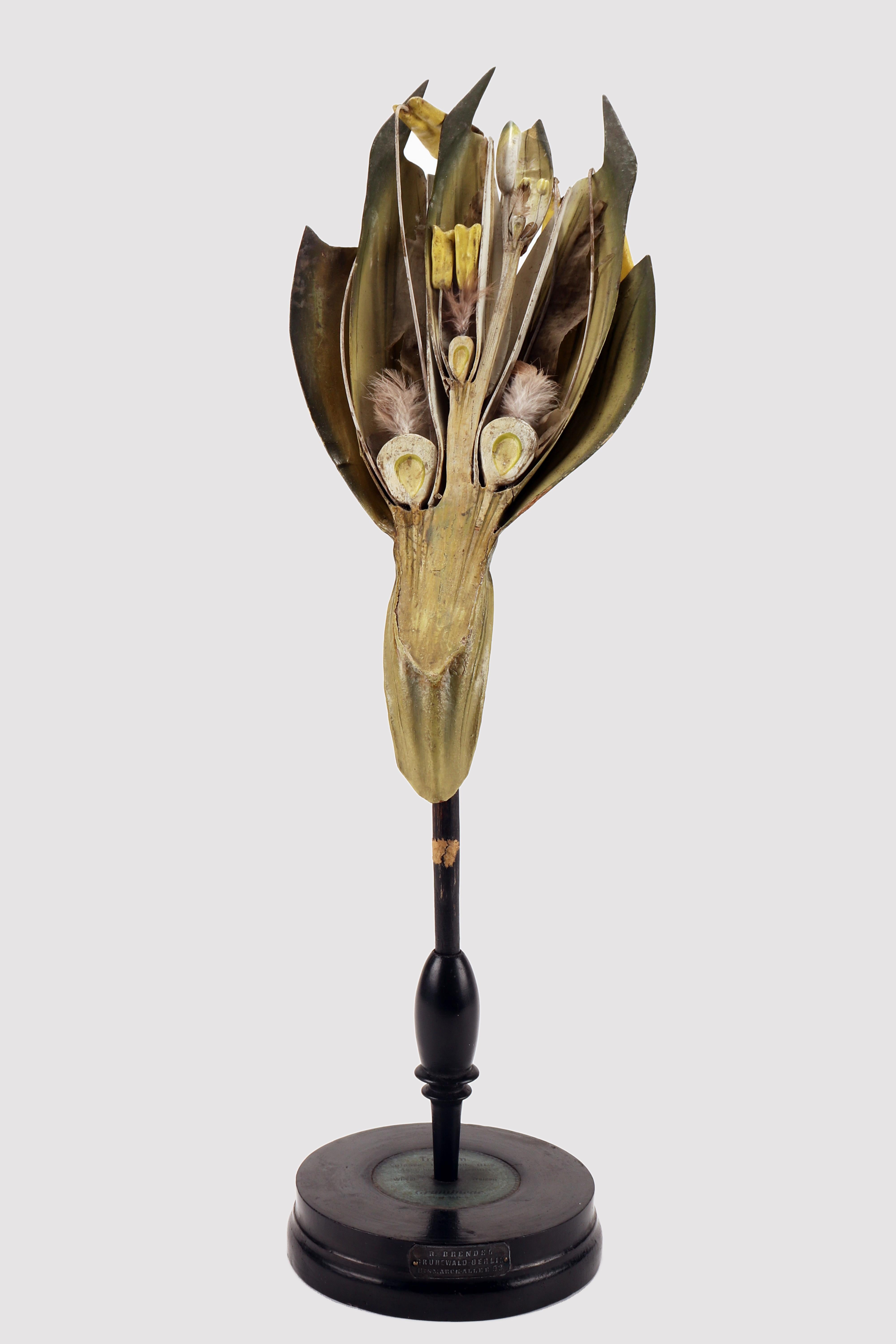 A rare botanical model of the Brendel, Triticum Vulgare N.11A (Gramineae). The round base in ebonized wood holds the botanical model which reveals the flower of the Wheat. Brendel, Berlin Germany, circa 1890.