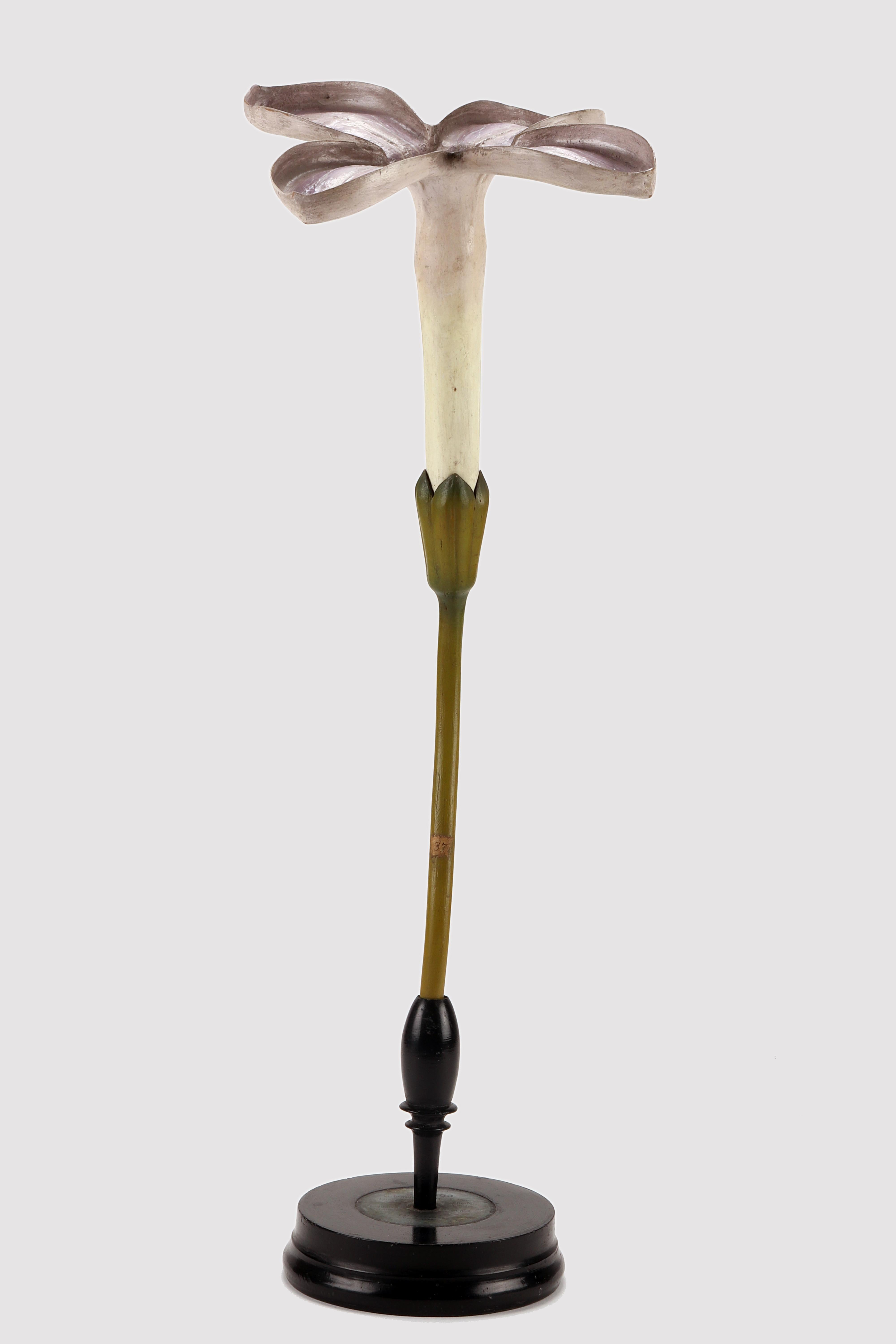 Un modèle botanique rare du Brendel, Syringa vulgaris N. 37 (Uleaceae). La base ronde en bois ébonisé accueille le modèle botanique qui révèle la fleur du Lilas. Brendel, Berlin Allemagne, vers 1890.