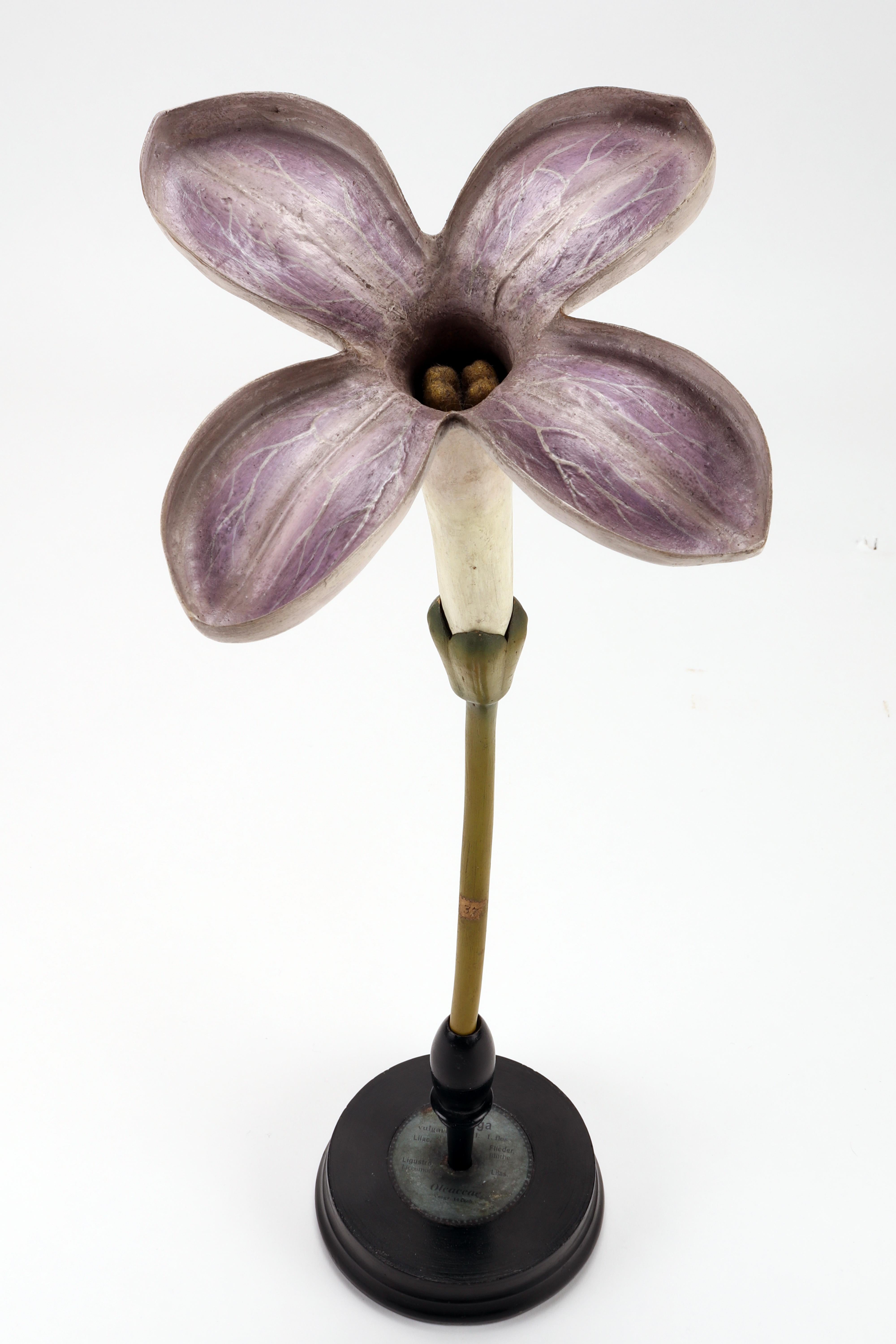 Botanic Model Brendel, Germany, 1890 In Good Condition For Sale In Milan, IT
