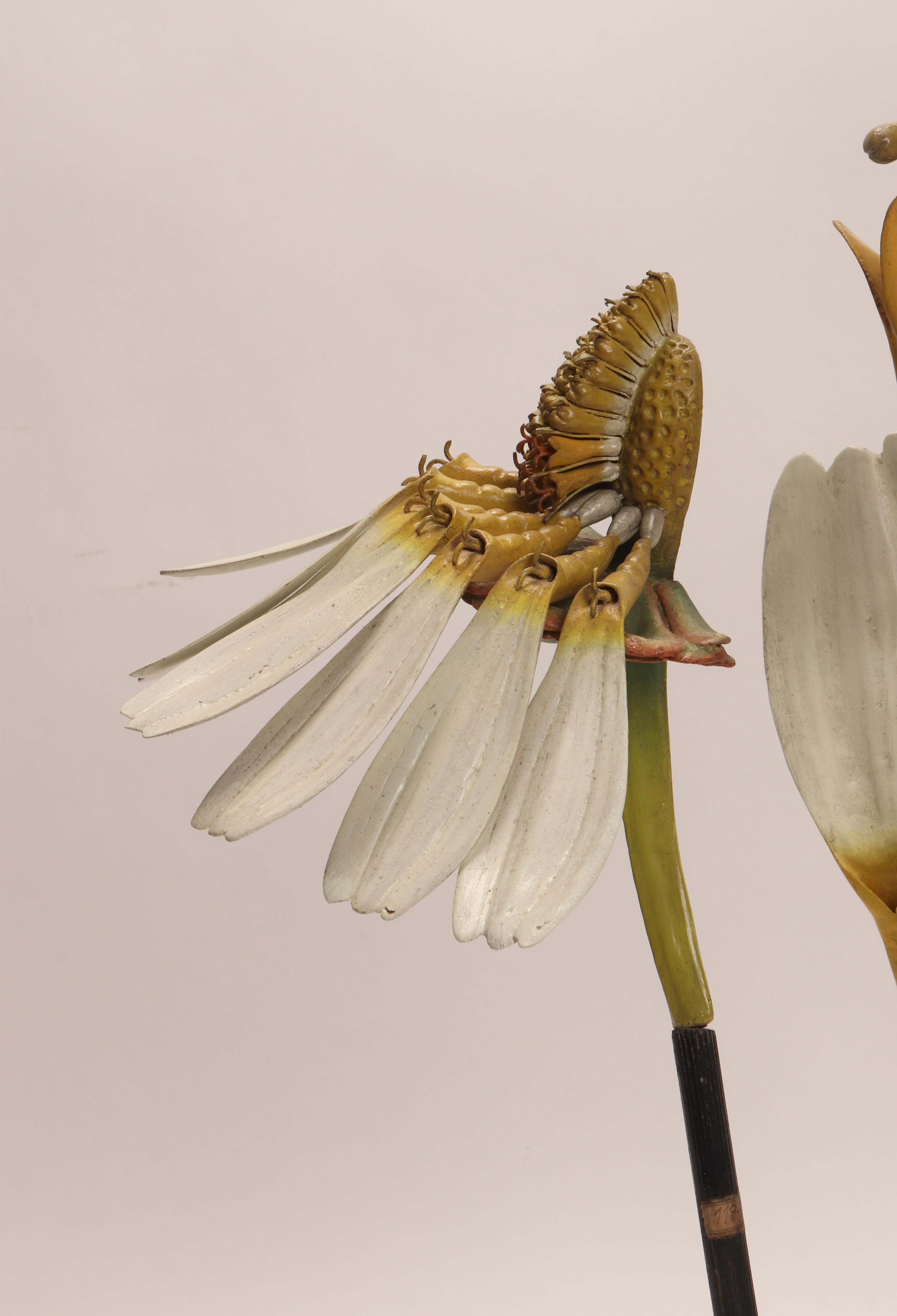 A rare Brendel botanical model of Anthemis Cotula Compositae N.118. The wooden ebonized round base holds three models: the section of the flower, an enlarged element of the inflorescence, and an enlarged petal. Brendel, Berlin Germany, circa