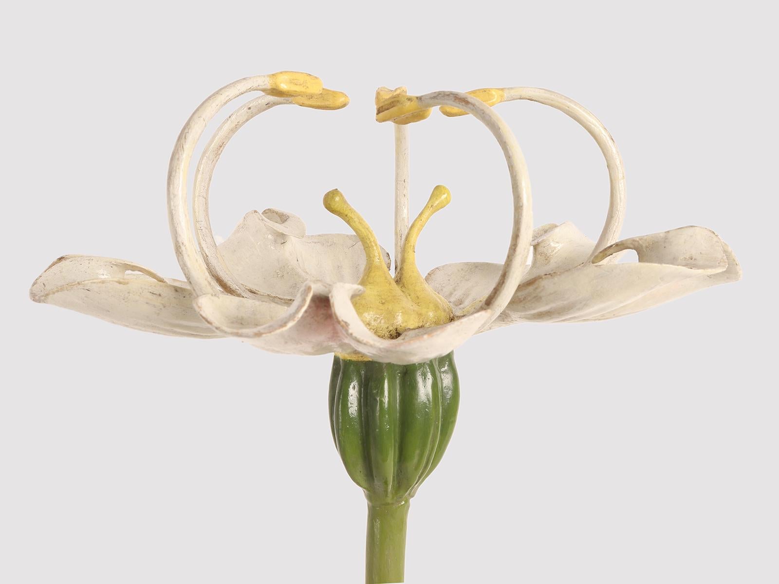 A botanic model Brendel, Germany 1900. In Good Condition For Sale In Milan, IT