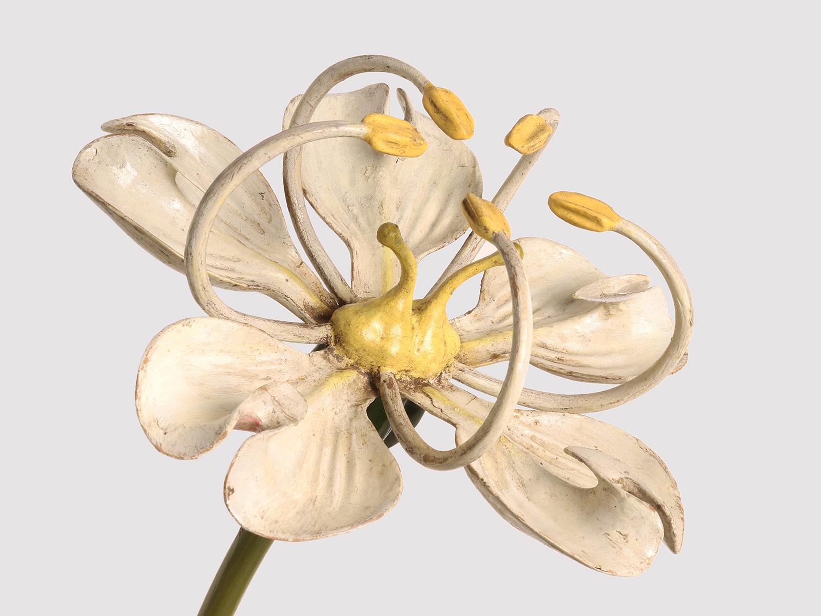 20th Century A botanic model Brendel, Germany 1900. For Sale