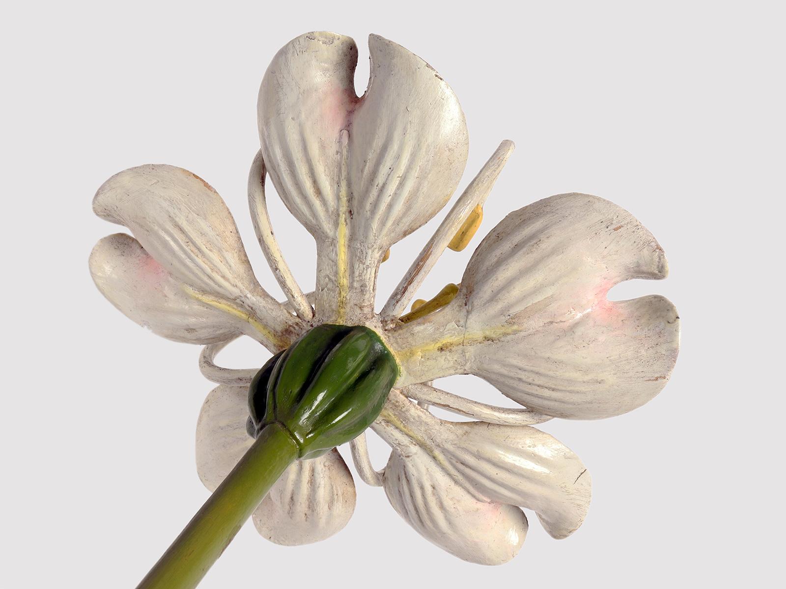 Wood A botanic model Brendel, Germany 1900. For Sale