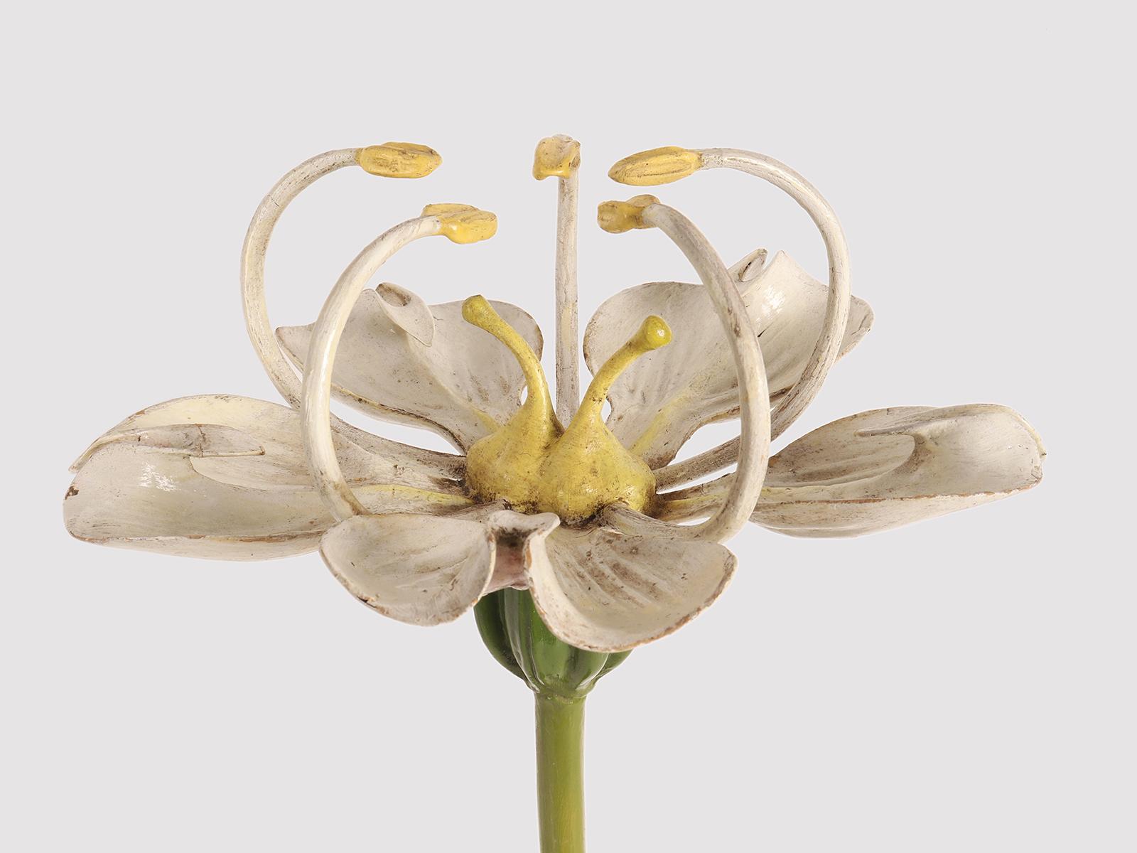 A botanic model Brendel, Germany 1900. For Sale 1