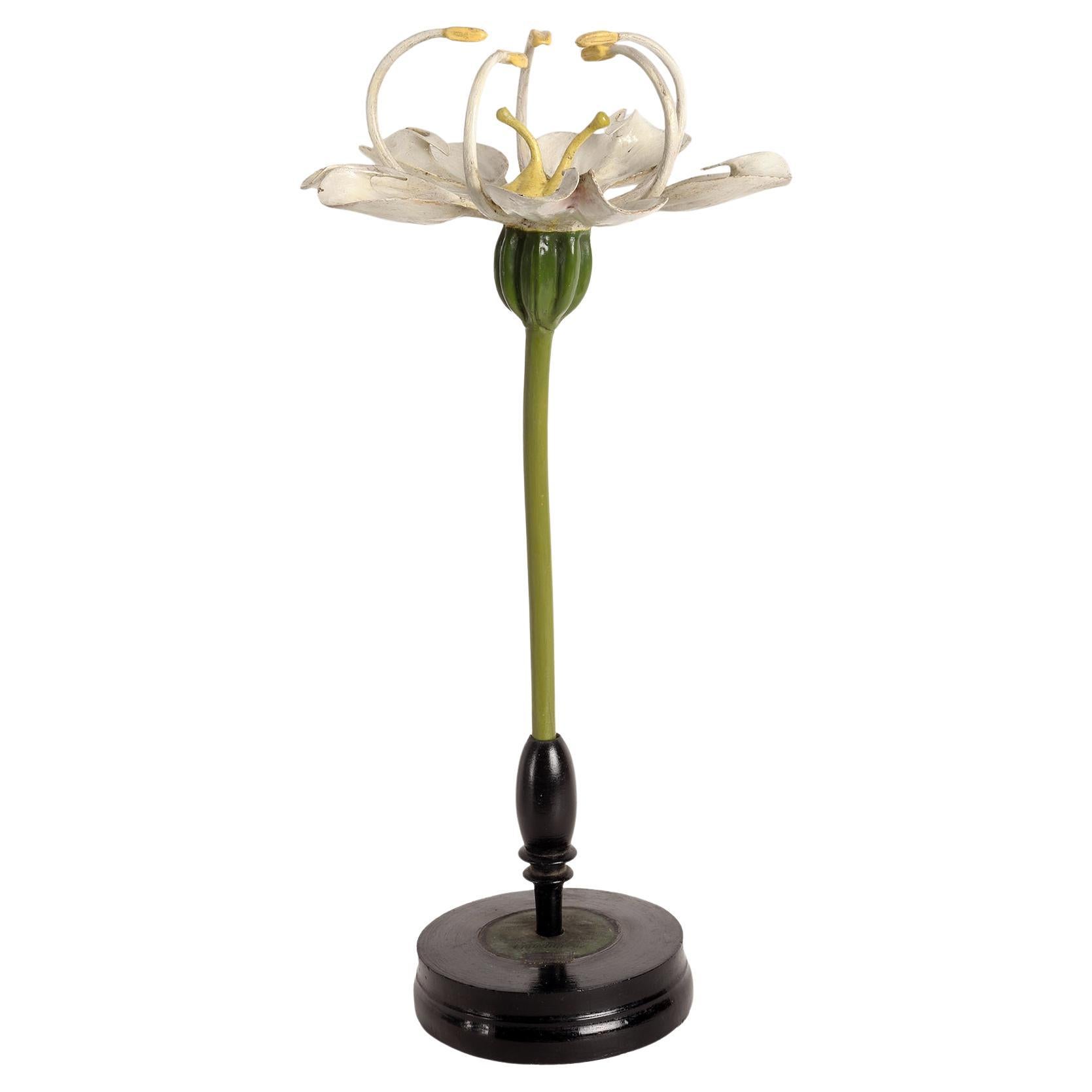 A botanic model Brendel, Germany 1900. For Sale
