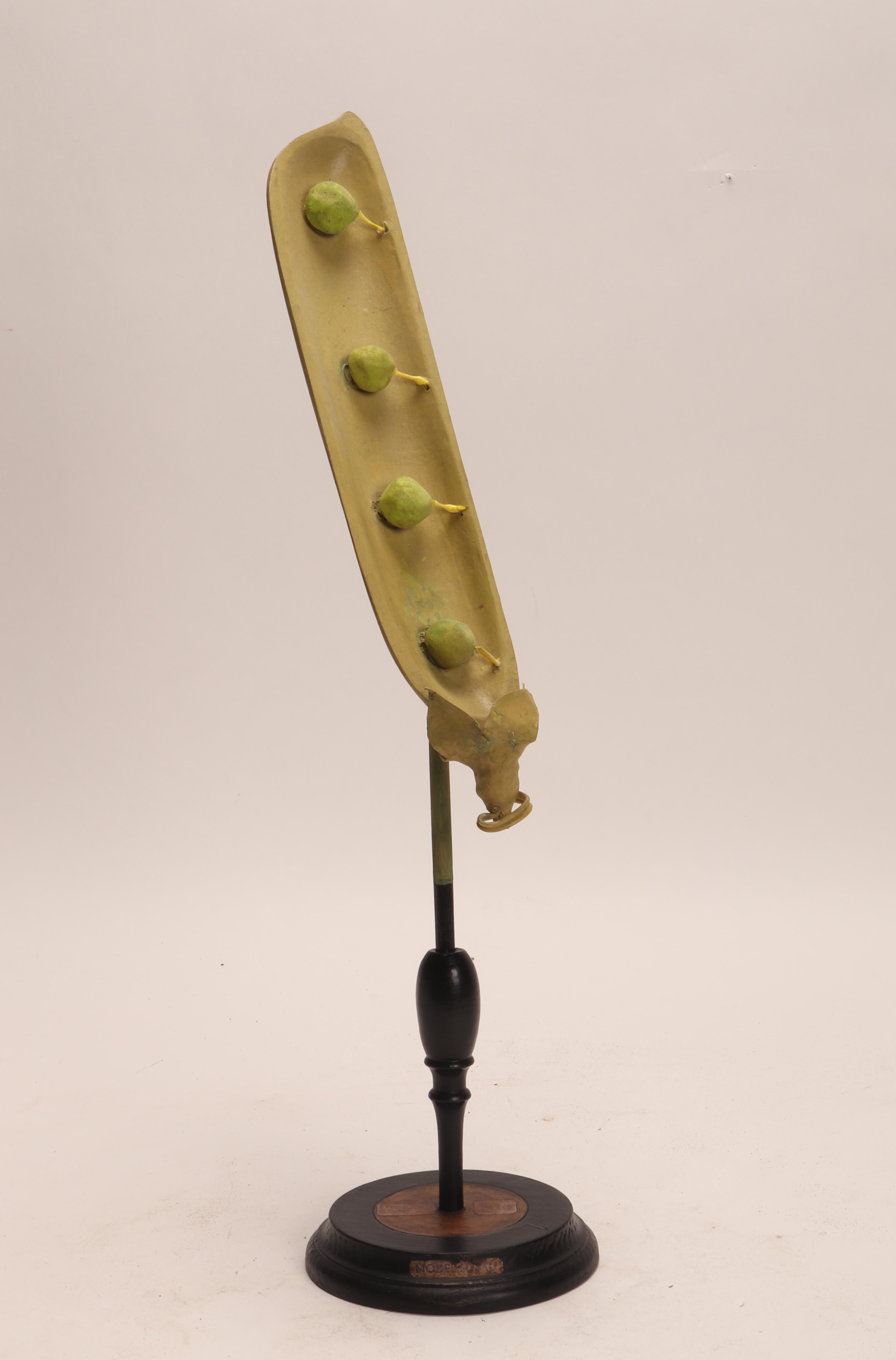 A botanic didactical specimen depicting a Pea pod (Pisum sativum), made out of papier mache wood and metal with black wooden base, hand painted. Extremely detailed. Osterloh Modell n.11. Germany circa 1900. These botanical models were used in