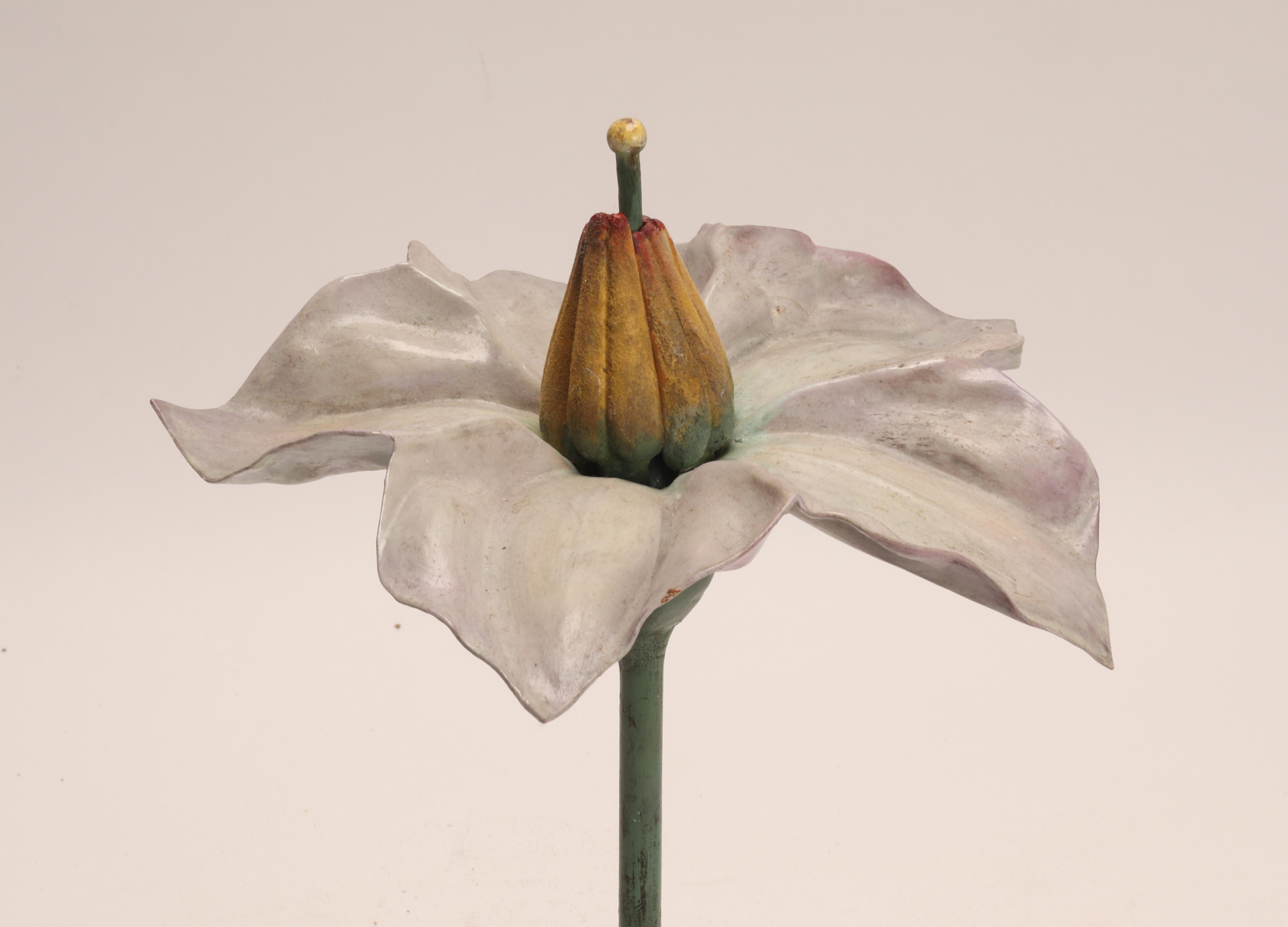 A botanic didactical model, depicting a Solarum Tuberosum flower pale pink color made out of papier machè, plaster and wood hand painted. Extremely detailed. Paravia, Milan Italy 1900 ca.
These botanical models were used in schools to show students