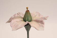 Botanic Model, Italy 1900