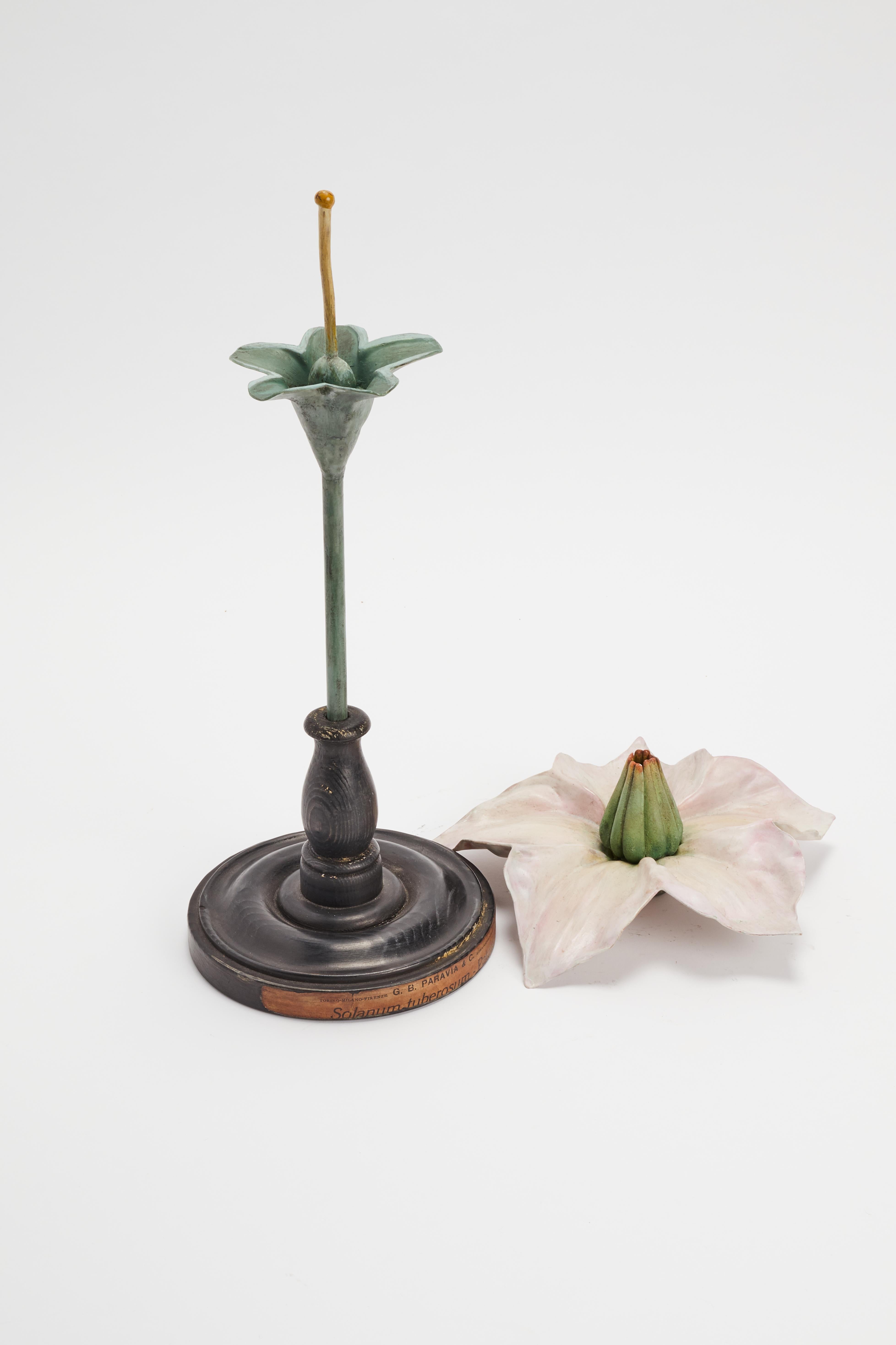 Early 20th Century Botanic Model, Italy, 1900