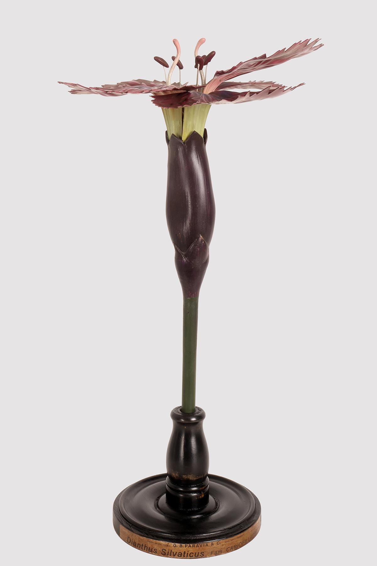 Eine botanische Maquette für den didaktischen Gebrauch, die eine Nelkenblüte, Dianthus Silvaticus, Cariofillacee, darstellt. Hergestellt aus Metall, Papier, Gips, Galalith und Holz. Äußerst detailliert. Paravia, Mailand, Italien, um 1940.