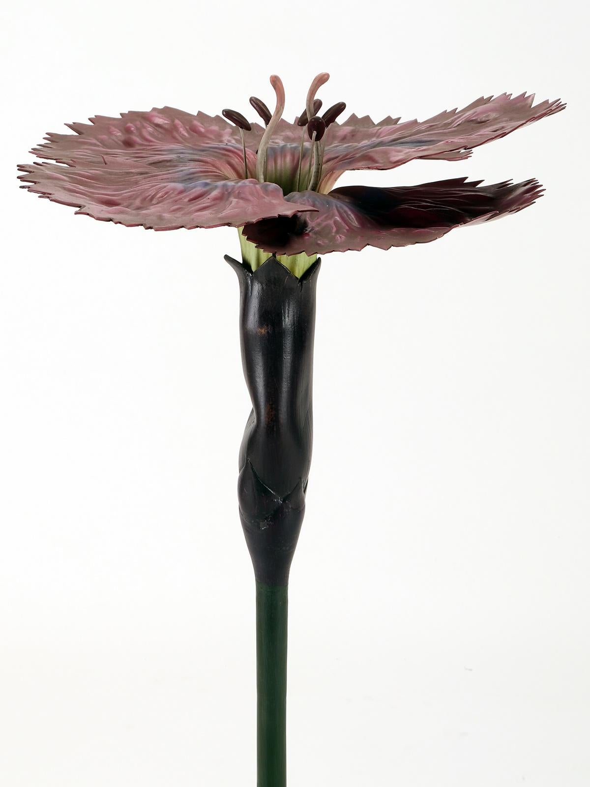 Italian Botanic Model of a Carnation Flower, Paravia Italy, 1940 For Sale