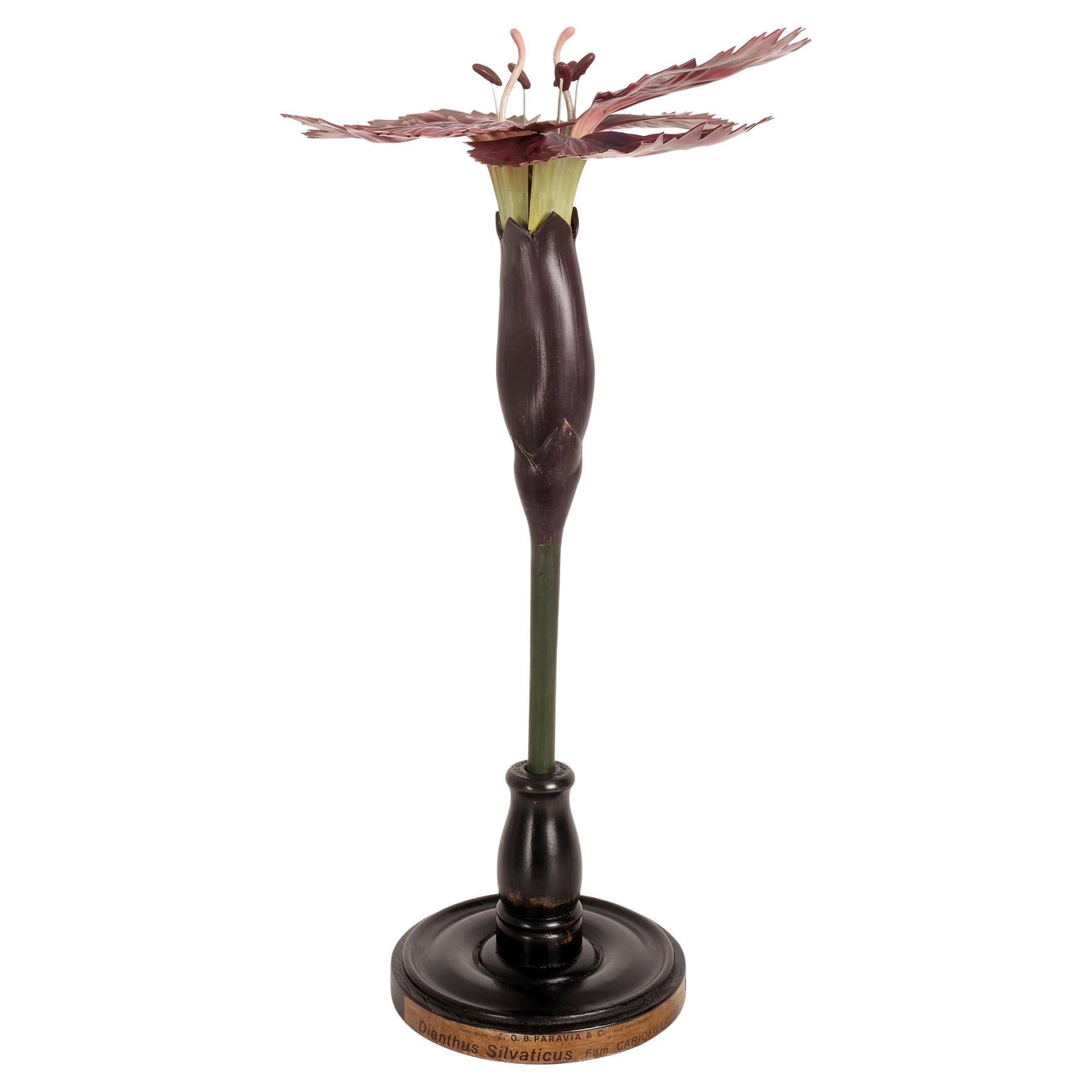 Botanic Model of a Carnation Flower, Paravia Italy, 1940 For Sale