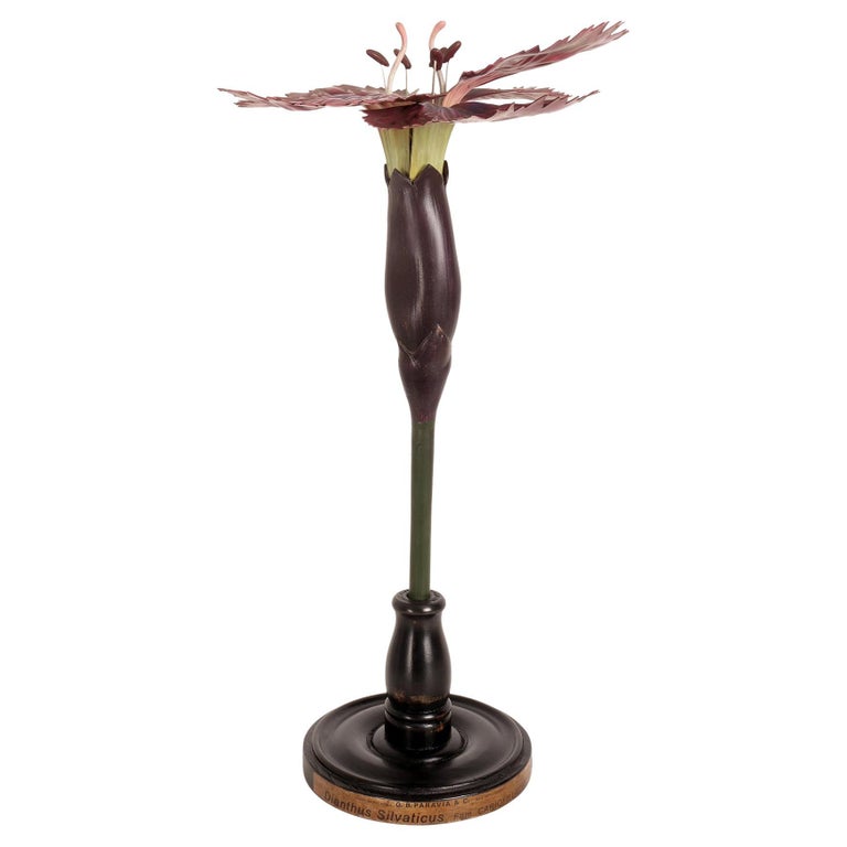 Paravia A botanic model of a Carnation flower, Paravia Italy 1940. For Sale at ...