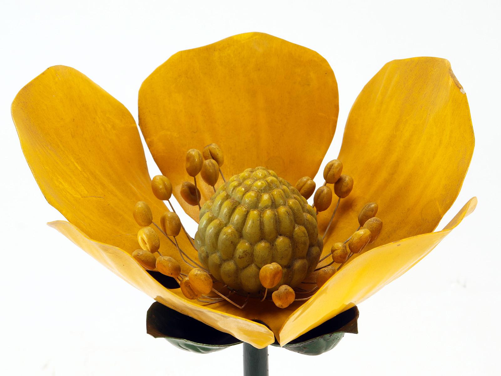 Paravia Botanic Model of a Dog Rose, Paravia Italy 1940 For Sale at 1stDibs