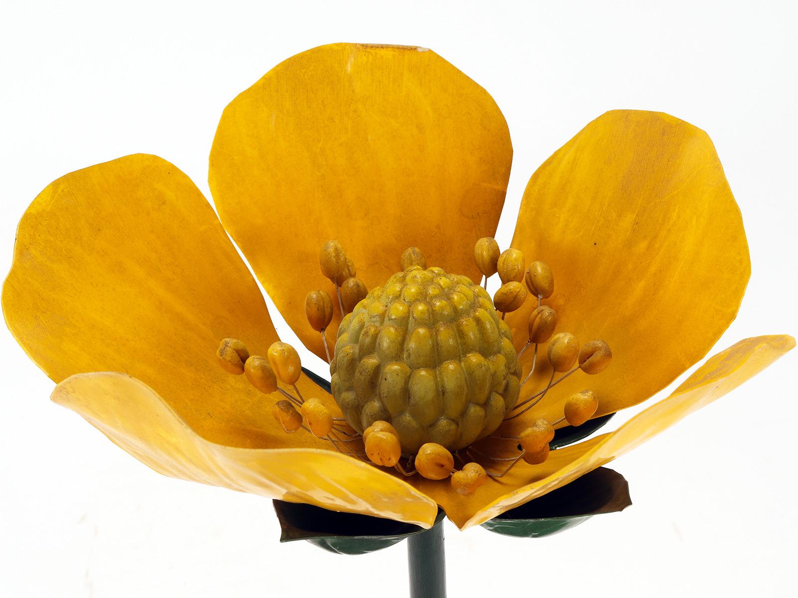 Paravia Botanic Model of a Dog Rose, Paravia Italy 1940 For Sale at 1stDibs