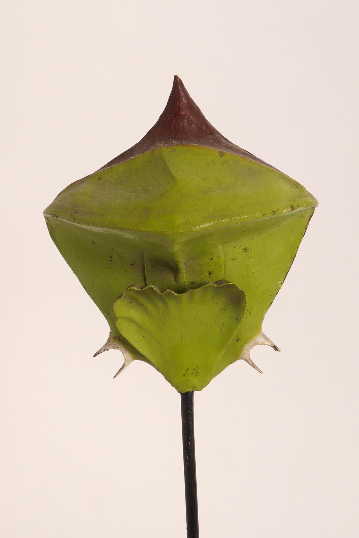 Modèle botanique d'une fougère Pteris serrulata, A. Dall'Eco, Italie 1880. en vente 4