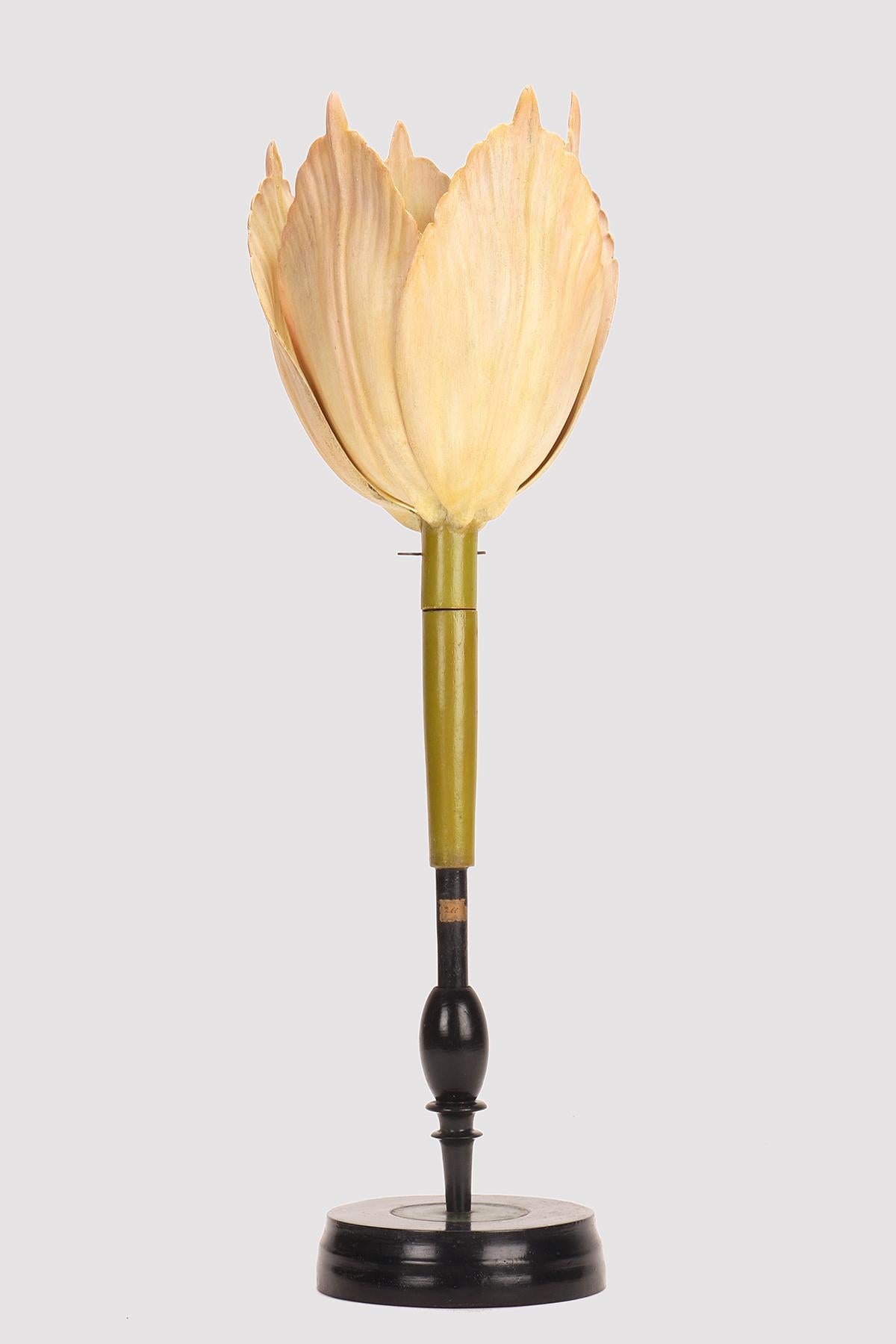 A rare Brendel botanical model of Tulipa gesneriana, the Tulip N.200 (Liliaceae), light pink color. The wooden ebonized round base holds the model which opens revealing the flower. The model can be disassembled to show the individual components of