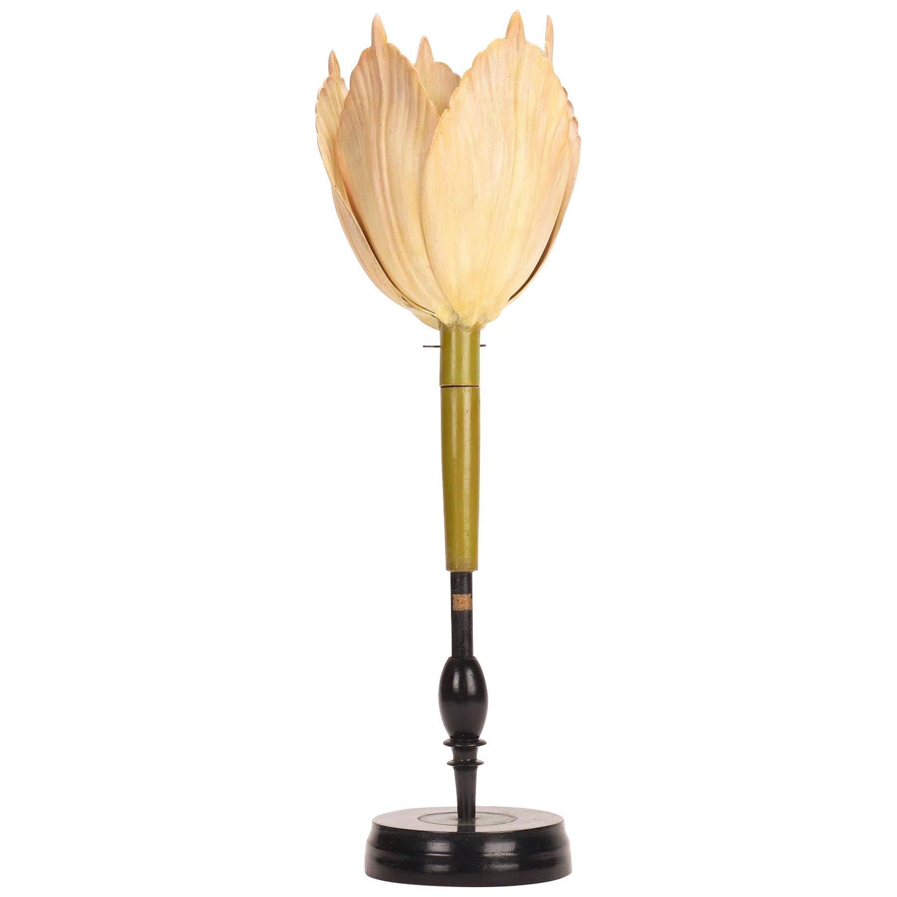 Modello botanico di un tulipano rosa pallido, Brendel, Germania 1880.