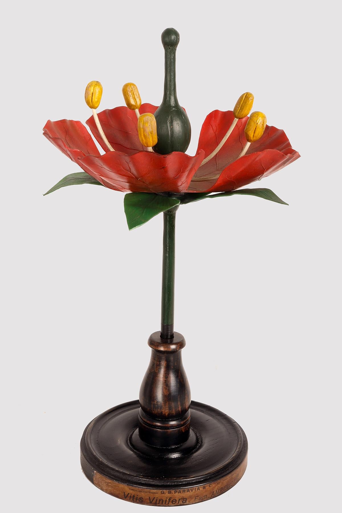 Ein botanisches Modell für den didaktischen Gebrauch, das eine rote Weintraubenblüte, Vitis Vinifera, Anipelidee, darstellt. Hergestellt aus Metall, Papier, Gips, Galalith und Holz. Äußerst detailliert. Paravia, Mailand, Italien, um 1940.