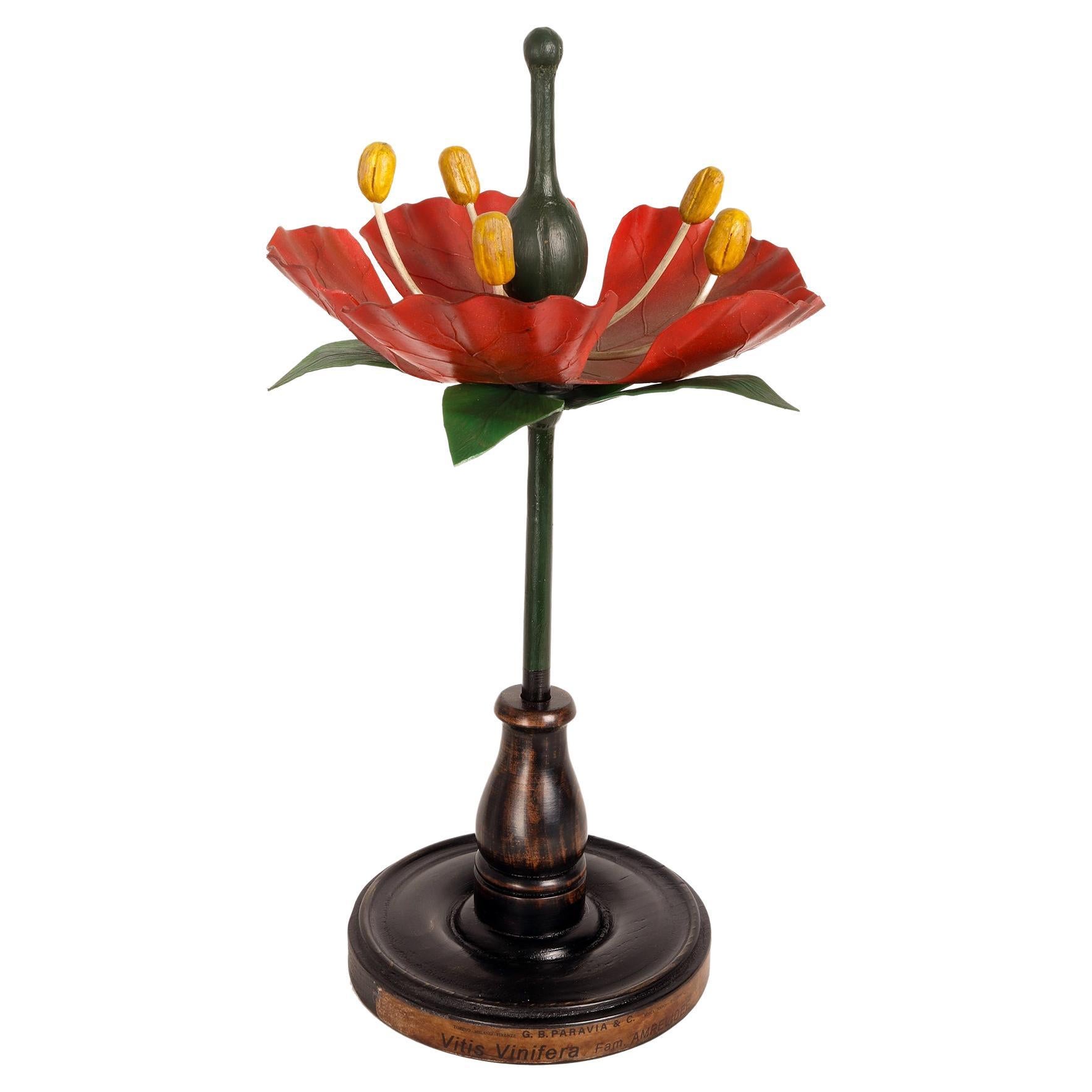 Botanic Model of a Red Grape Flower, Paravia, Italy, 1940 For Sale