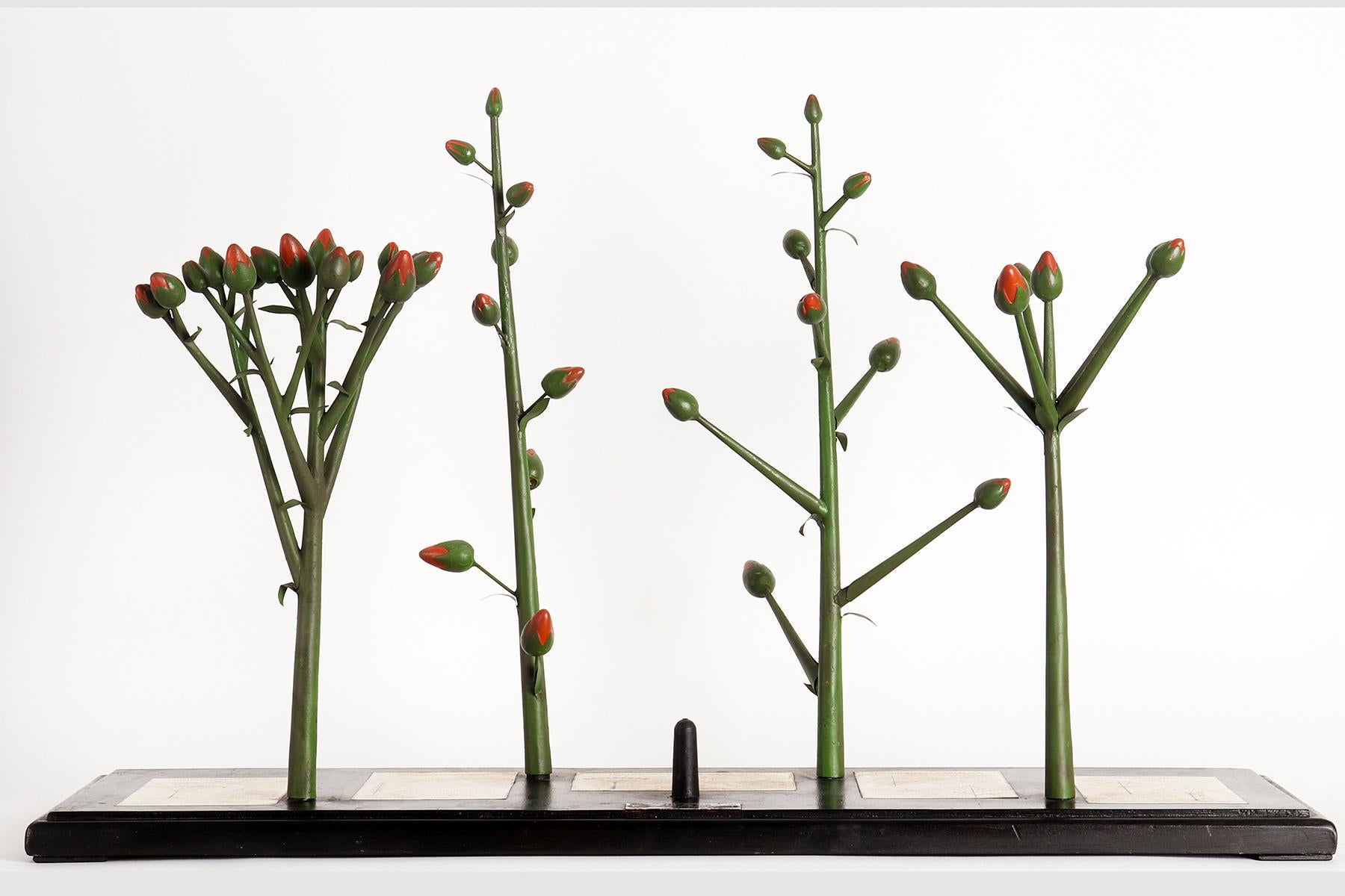 Botanices botanisches Modell verschiedener Art von Blumentöpfen, Italien, 1930 im Angebot 5