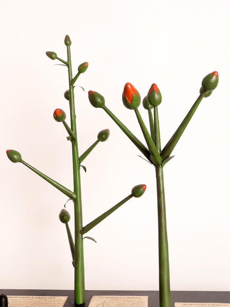 Botanic Model of Different Type of Inflorescences, Italy, 1930 For Sale ...