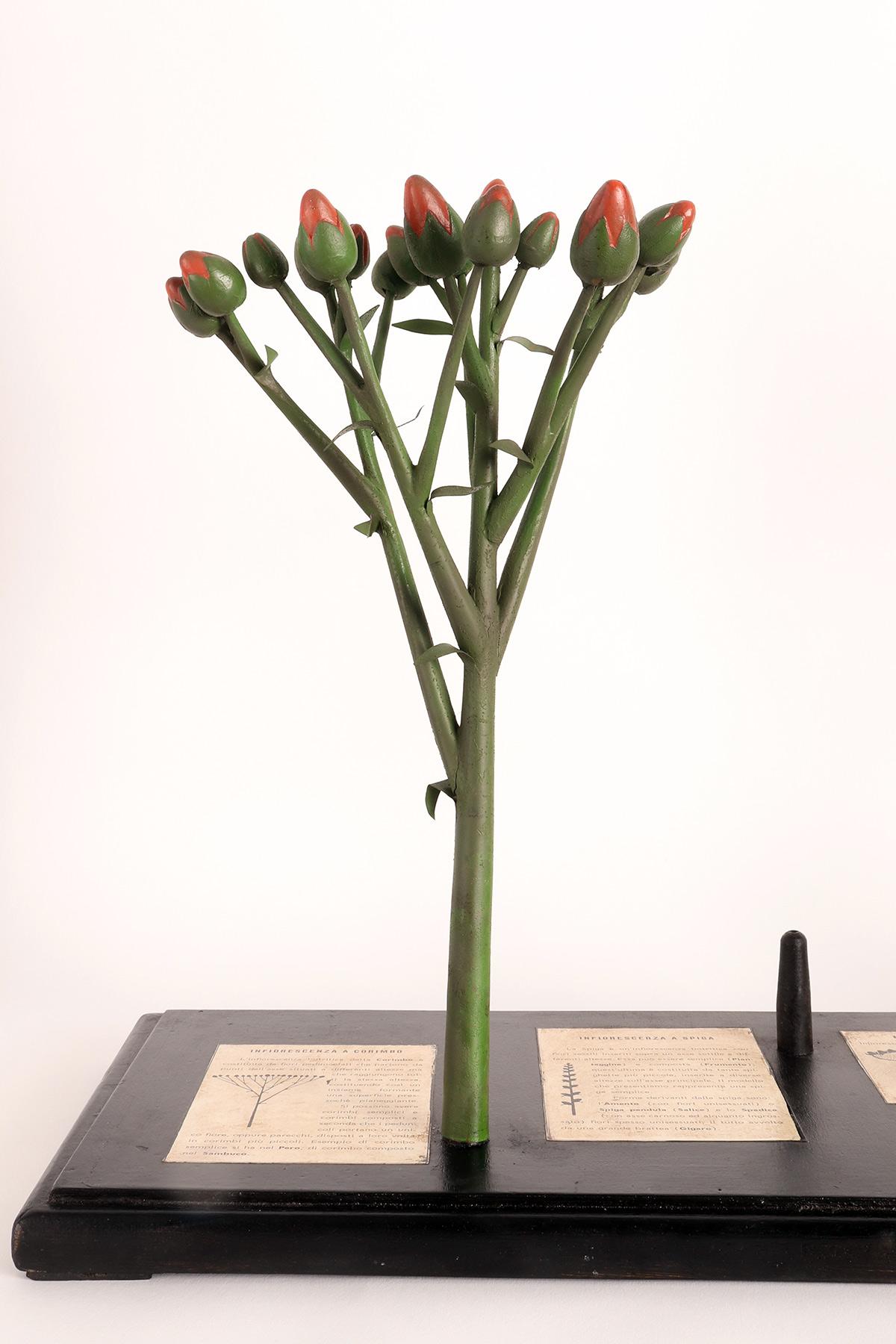 A rare botanic didactical model of the different types of inflorescences specimen made out of hand painted plaster red buds, copper metal green branches and rubber central component (the yellow one). Mounted on a black wooden base, hand painted.
