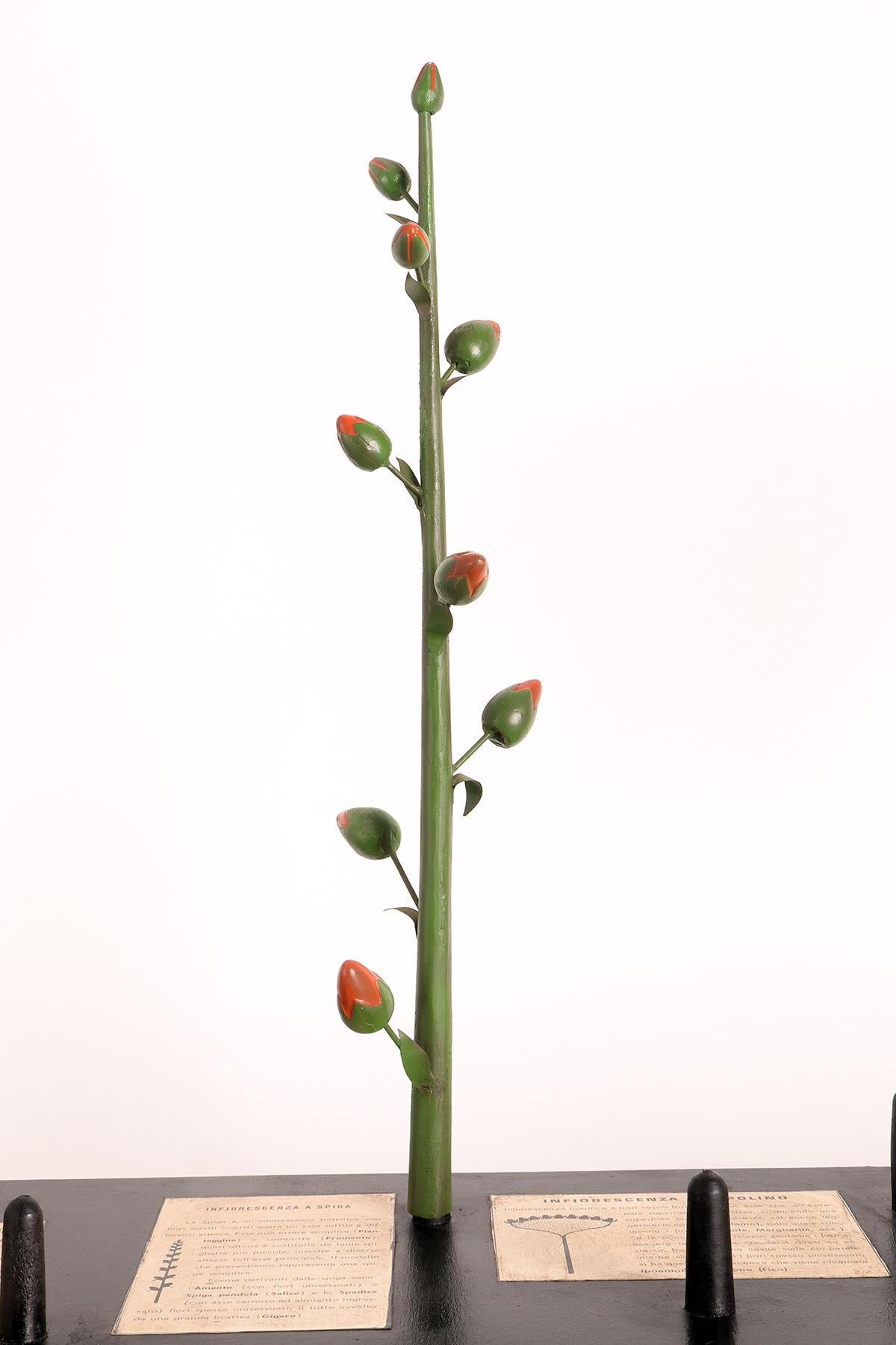 Italian Botanic Model of Different Type of Inflorescences, Italy, 1930 For Sale