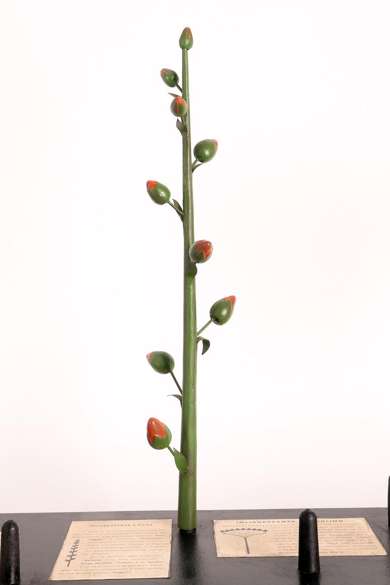 Botanic Model of Different Type of Inflorescences, Italy, 1930 For Sale ...
