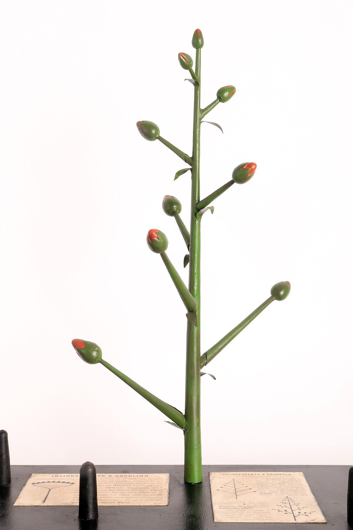 20th Century Botanic Model of Different Type of Inflorescences, Italy, 1930 For Sale