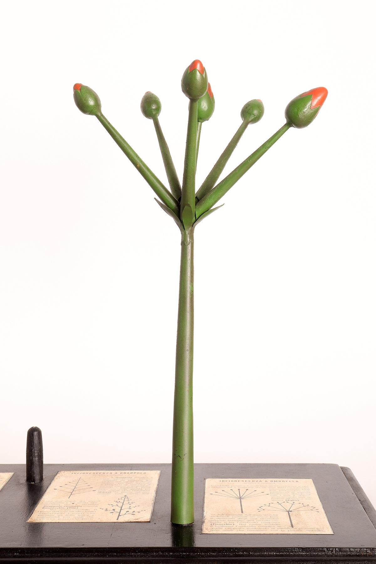 Métal Modèle botanique d'un type différent d'inflorescences, Italie, 1930 en vente