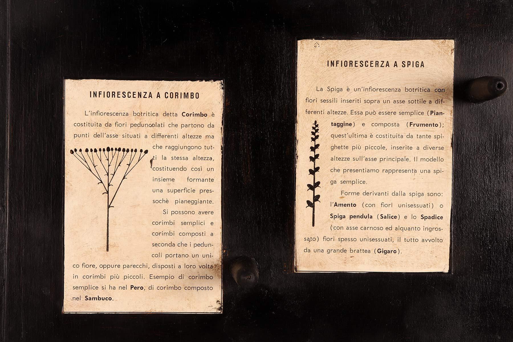 Botanic Model of Different Type of Inflorescences, Italy, 1930 For Sale 2