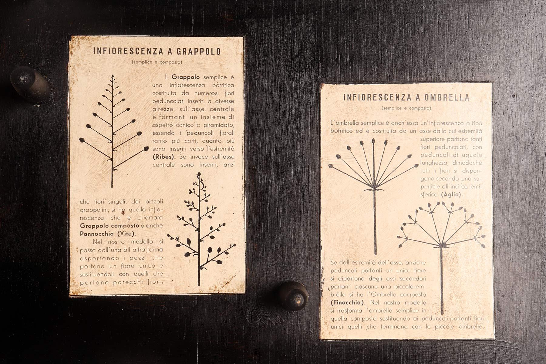 Botanic Model of Different Type of Inflorescences, Italy, 1930 For Sale 3