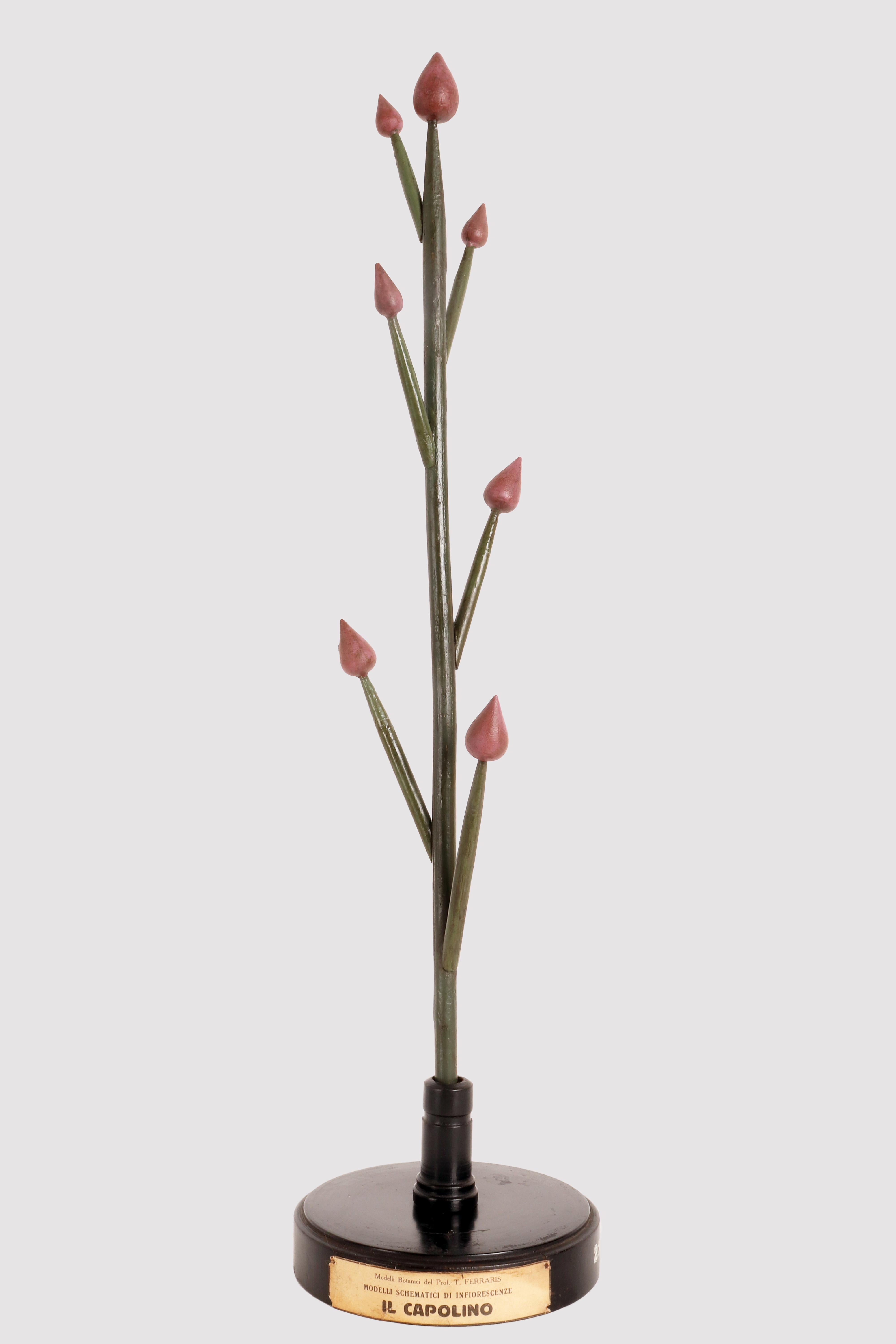 A rare botanical schematic model by Prof. T. Ferraris, didactic use, of a type of inflorescence specimen, the Simple Flower Head, made with hand-painted plaster colored gems, wooden branches and painted papier-mâché components. Mounted on a round