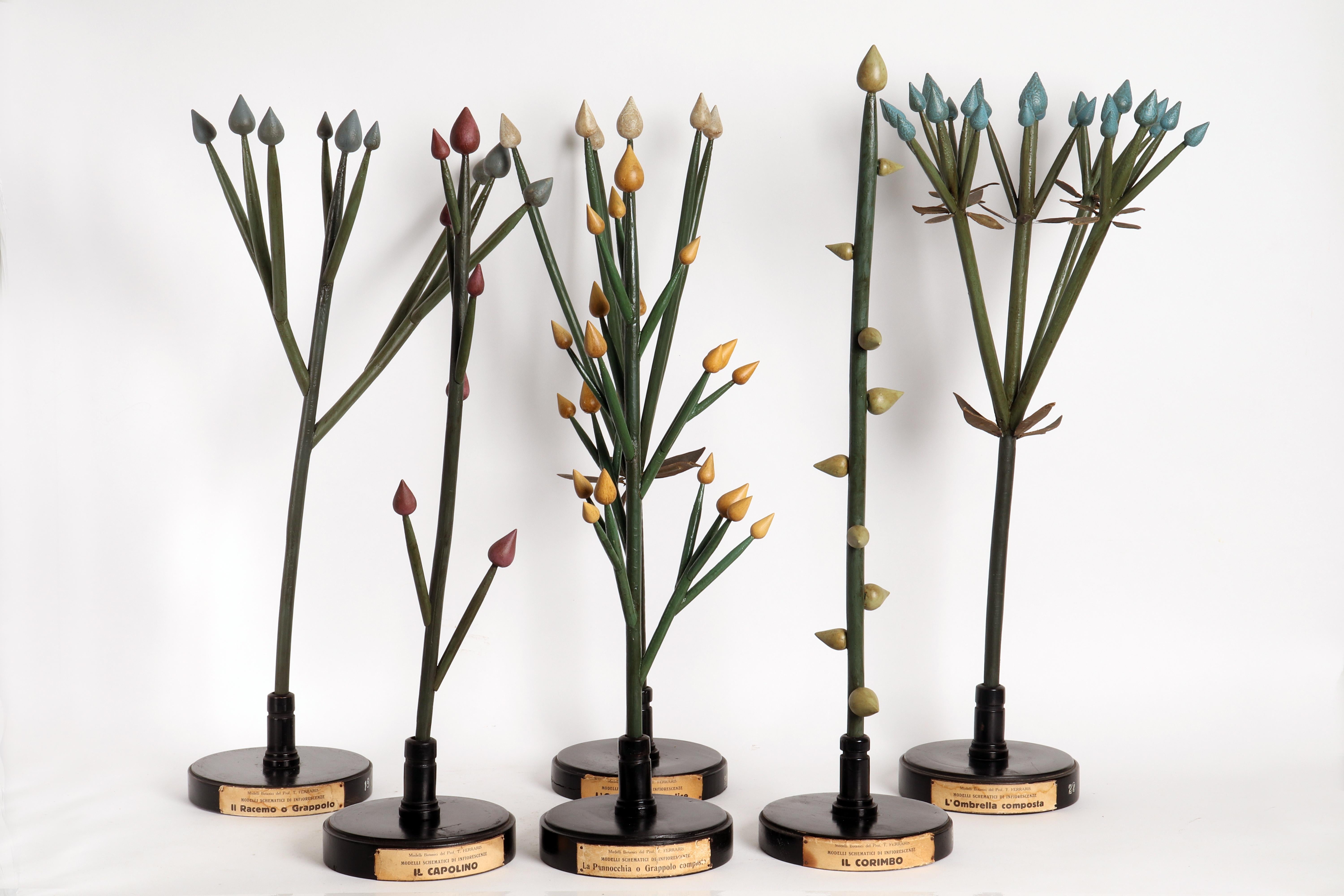 Botanic Model of Inflorescence, the Raceme or Cluster, Italy, 1930 For Sale 4