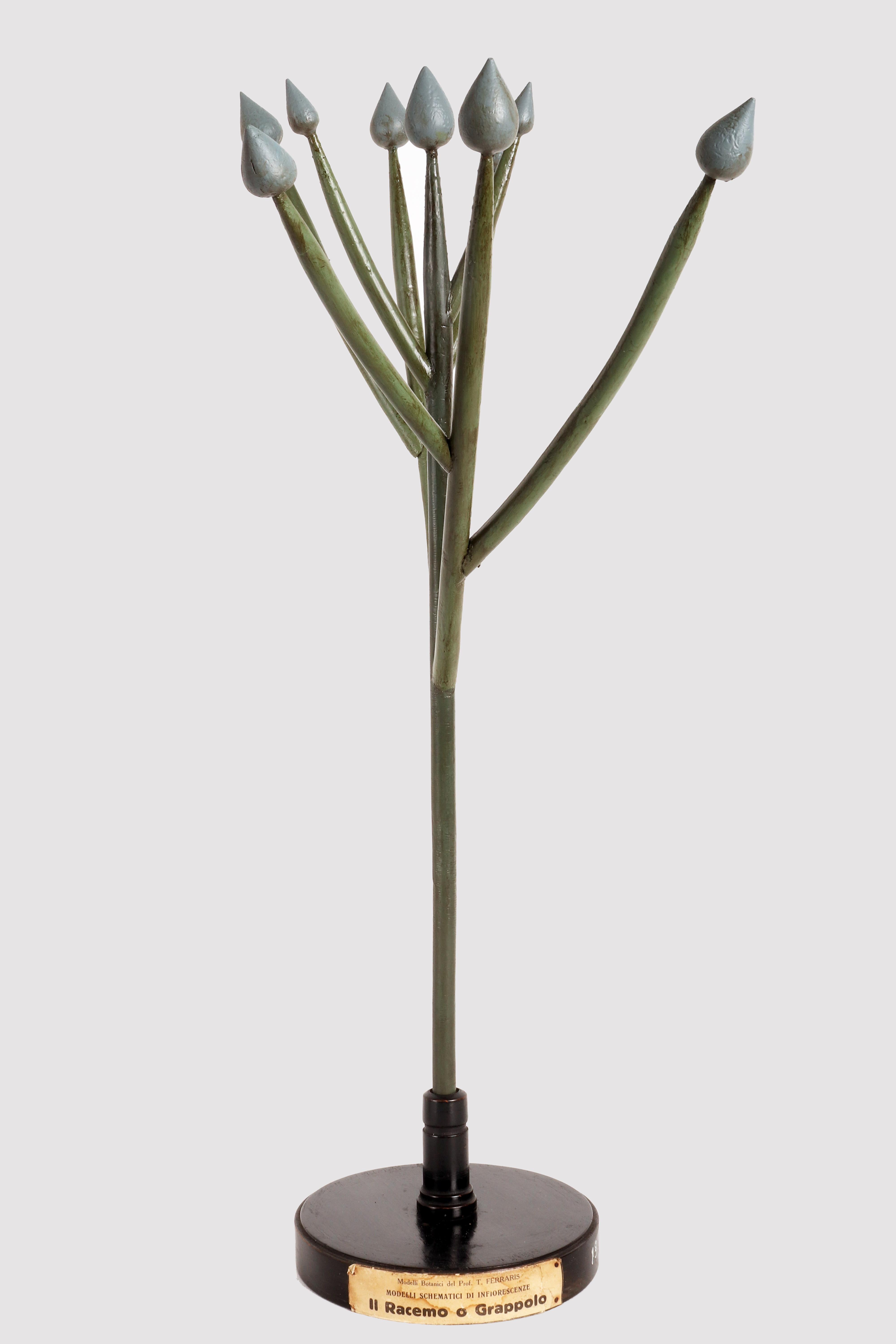 Rare modèle botanique schématique du Prof. T. Ferrari, à usage didactique, d'un type de spécimen d'inflorescence, le Raceme ou grappe, réalisé avec des gemmes colorées en plâtre peintes à la main, des branches en bois et des éléments en papier mâché