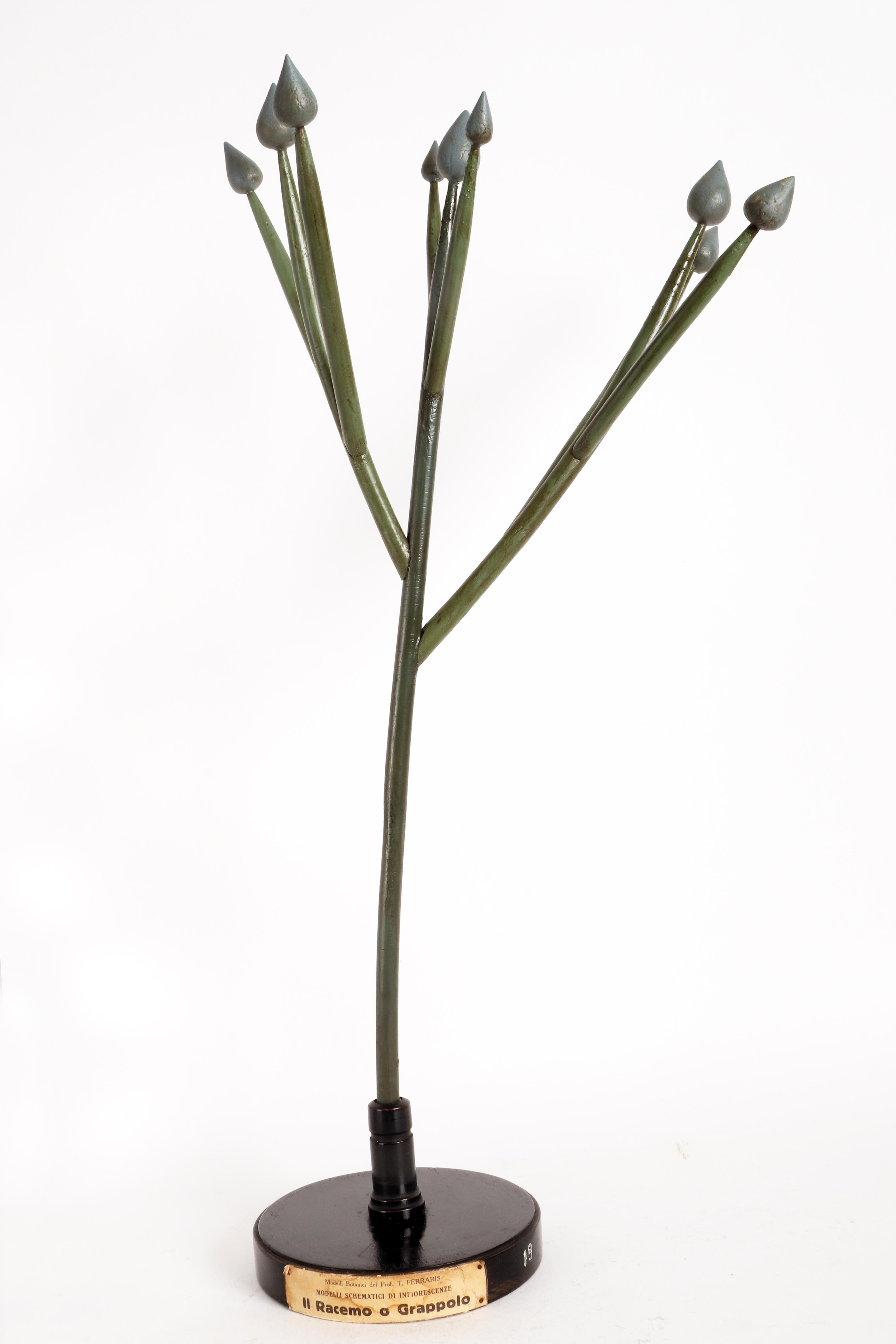 italien Modèle botanique d'inflorescence, le Raceme ou le Cluster, Italie, 1930. en vente