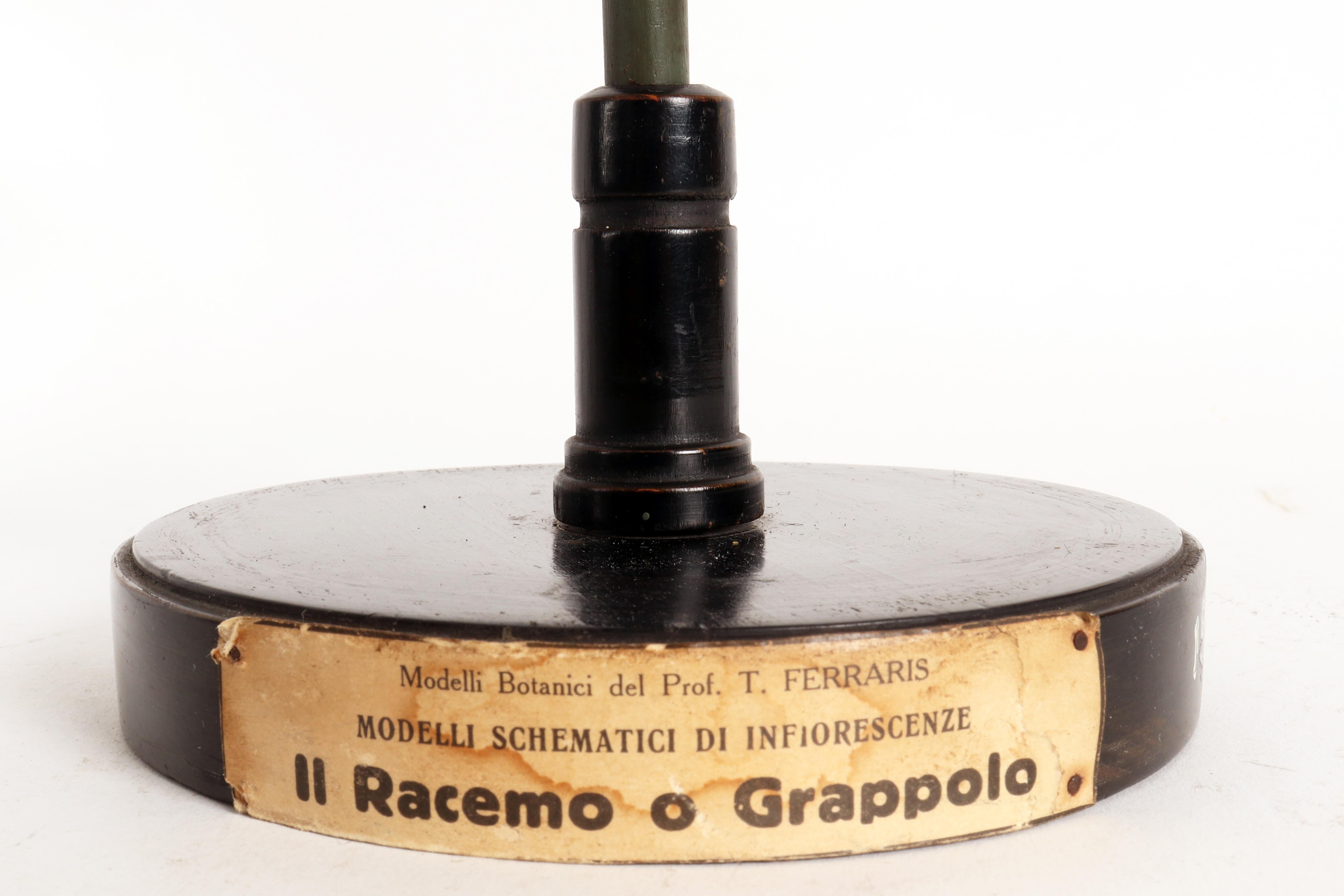 Modèle botanique d'inflorescence, le Raceme ou le Cluster, Italie, 1930. en vente 2