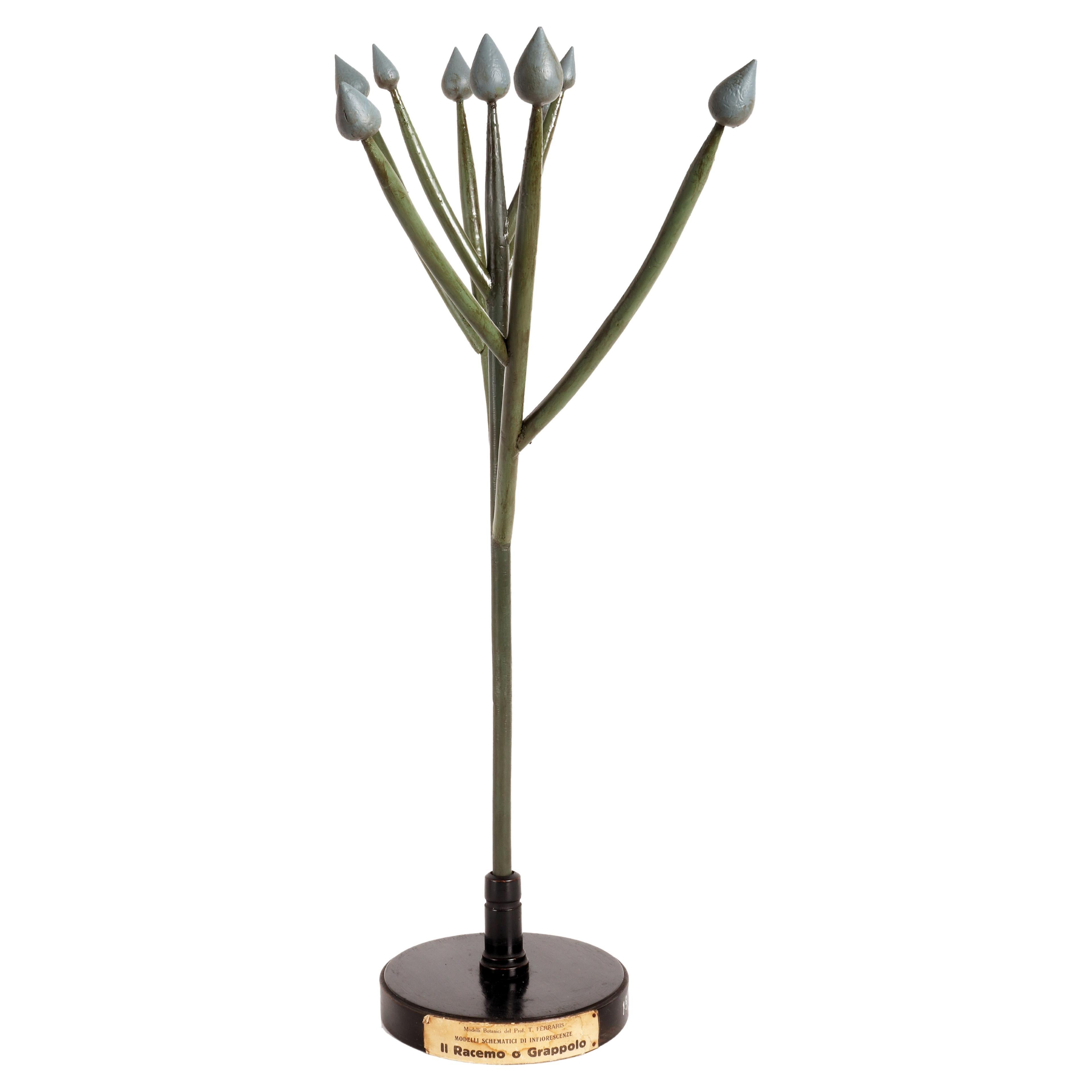Botanic Model of Inflorescence, the Raceme or Cluster, Italy, 1930 For Sale