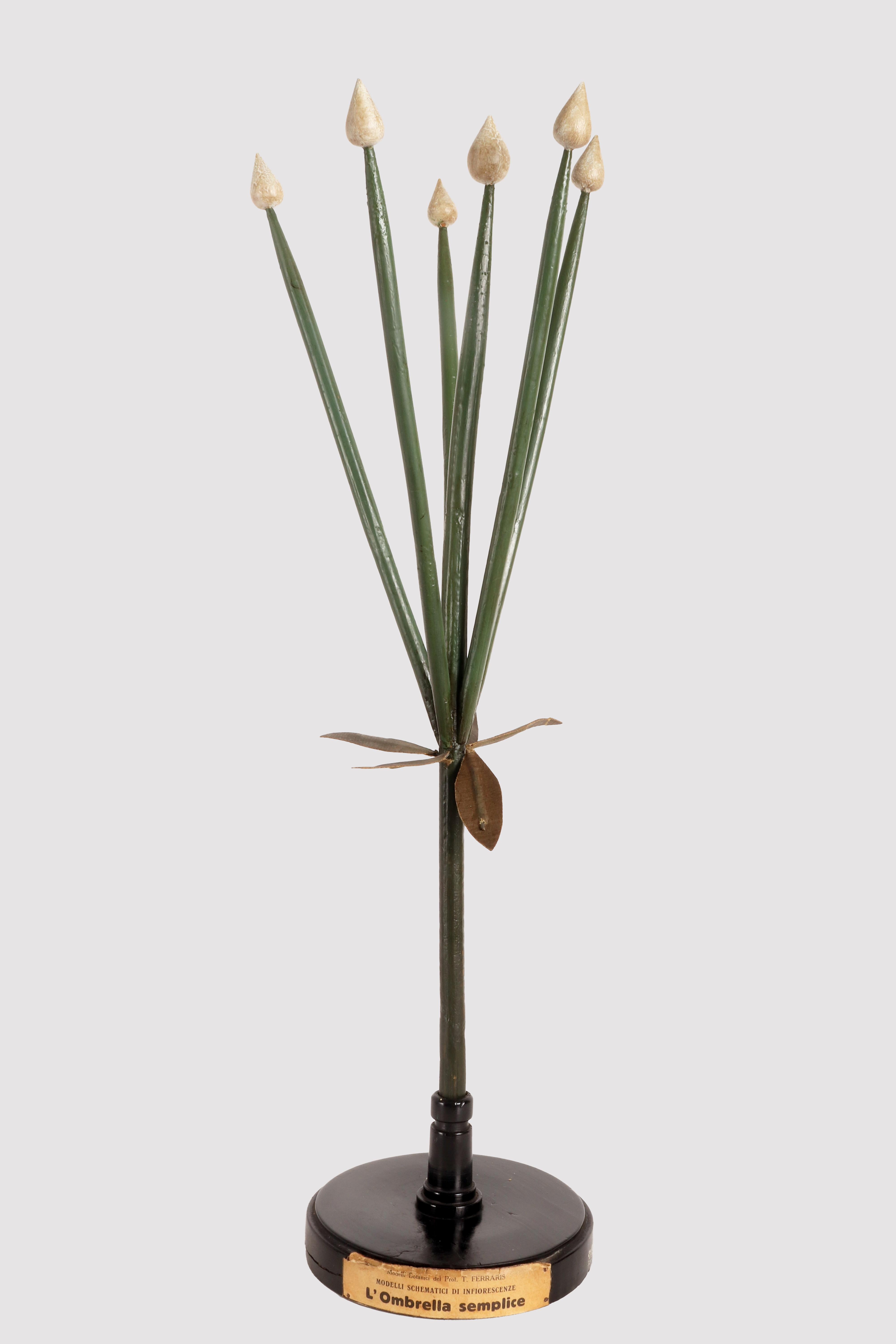 A rare botanical schematic model by Prof. T. Ferraris, didactic use, of a type of inflorescence specimen, the Simple Umbrella, made with hand-painted plaster colored gems, wooden branches and painted papier-mâché components. Mounted on a round black