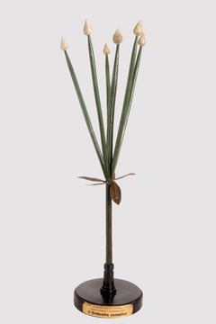 A botanic model of inflorescence, the Simple Umbrella, Italy 1930.