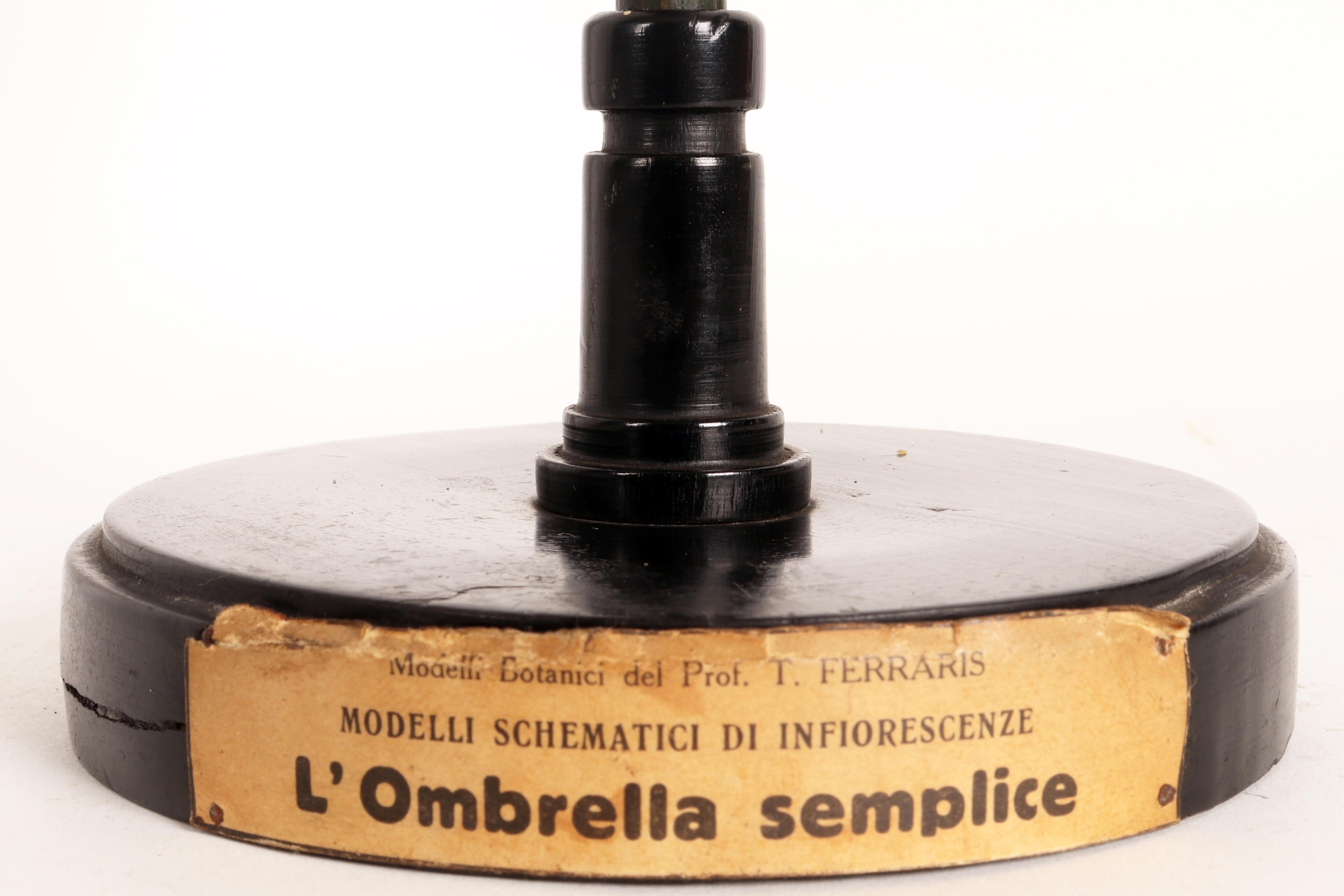 Plâtre Modèle botanique d'inflorescence, le simple parapluie, Italie 1930.  en vente