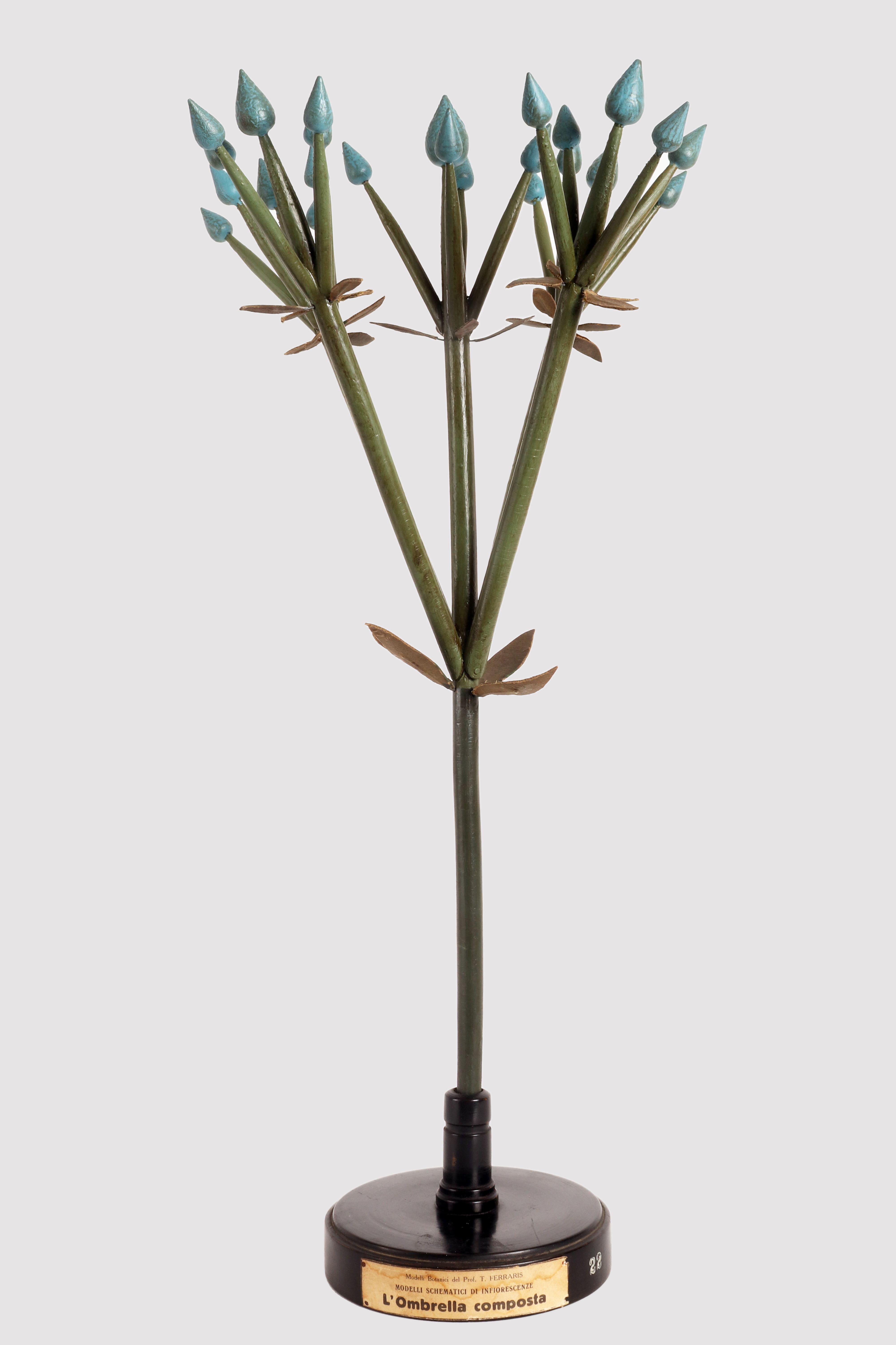 A rare botanic didactical model of one type of inflorescence specimen, the Spiga, made out of hand painted colored plaster gems, wooden branches and painted papier mache components. Mounted on a round black wooden base, hand painted. Paper label.