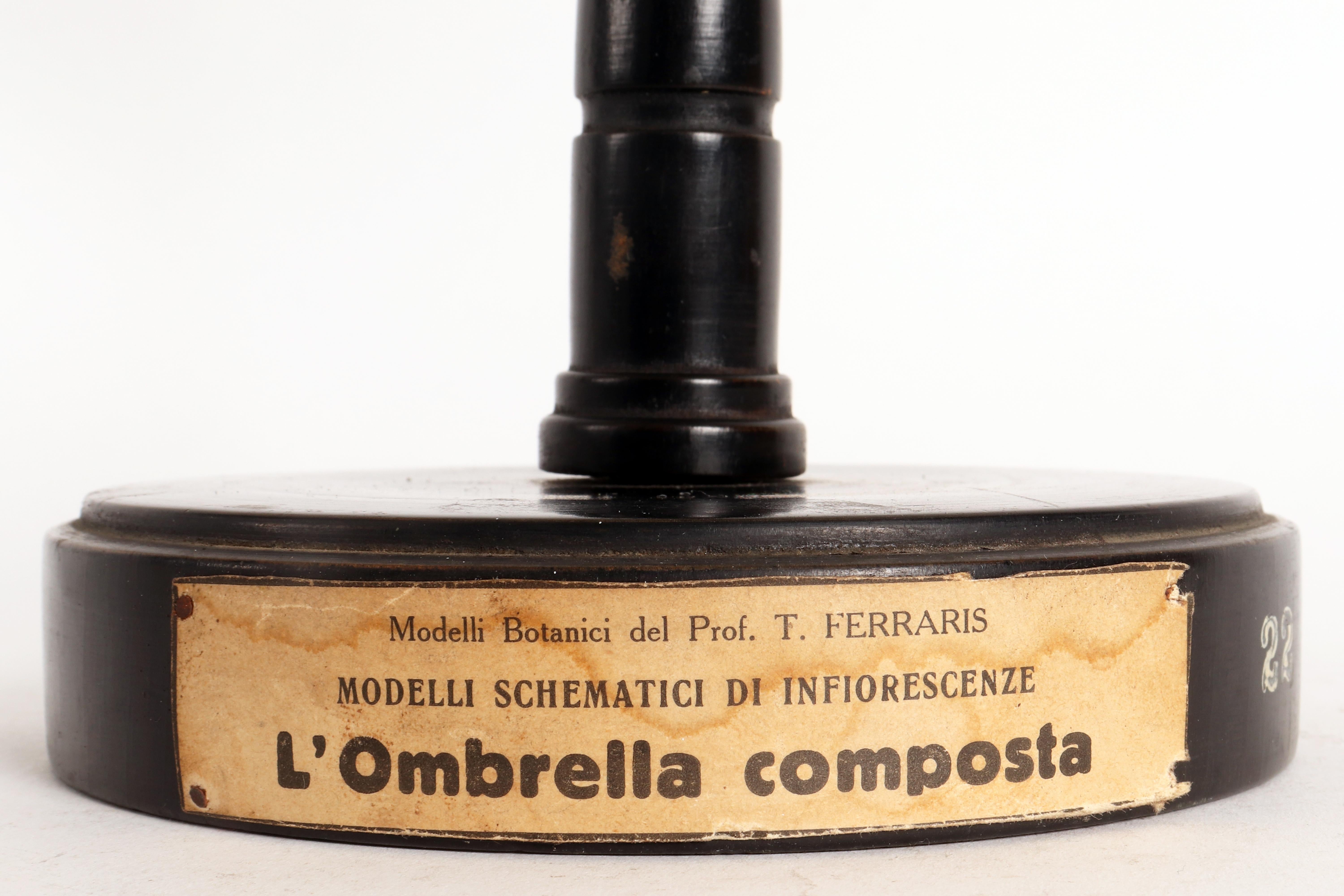 Modèle botanique d'inflorescence, la Spiga, Italie, 1930.  en vente 1