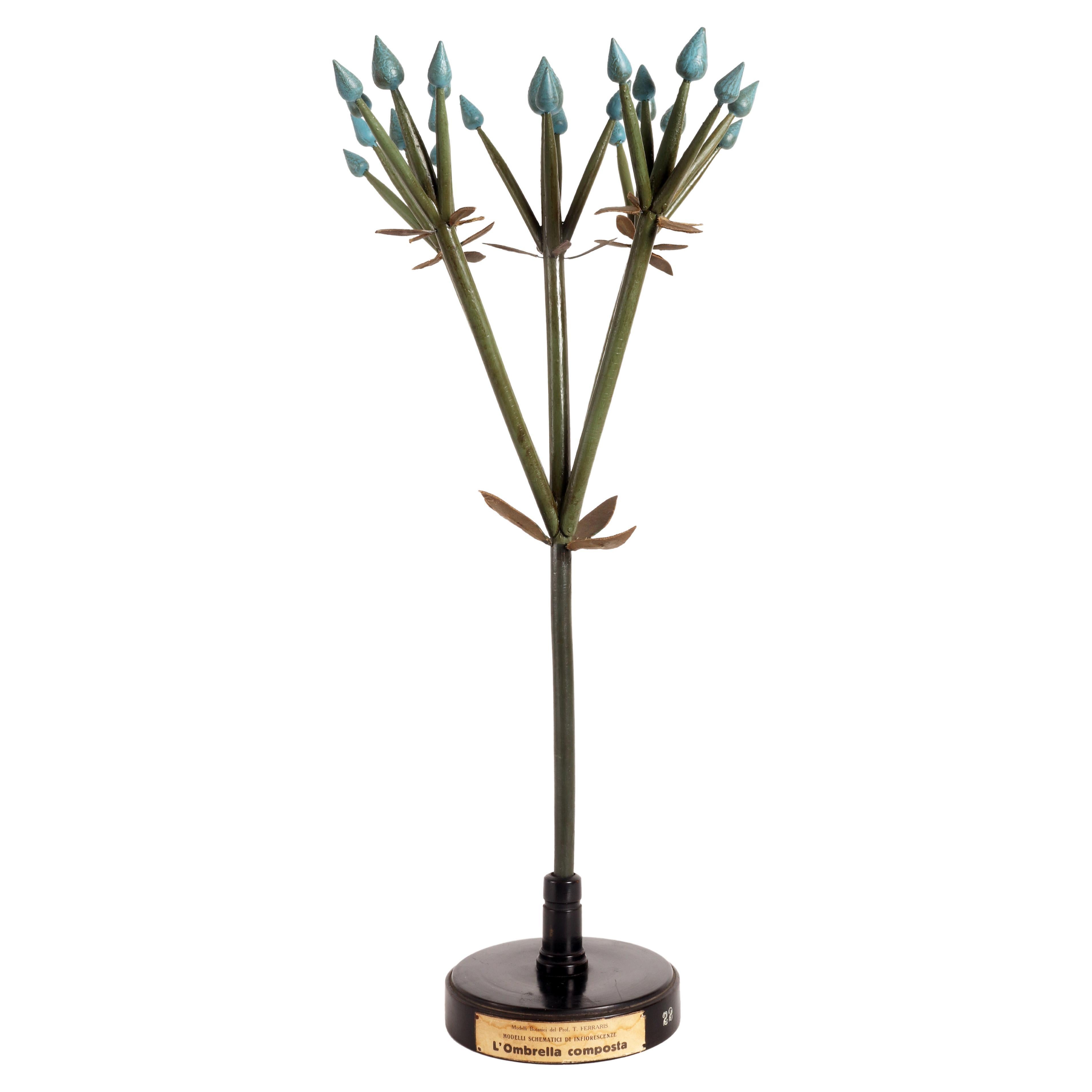 Botanic Model of Inflorescence, the Spiga, Italy 1930 For Sale