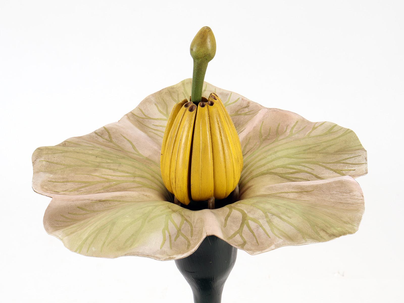 Italian Botanic Model of Solarum Tuberosum Flower, Paravia, Italy, 1940 For Sale